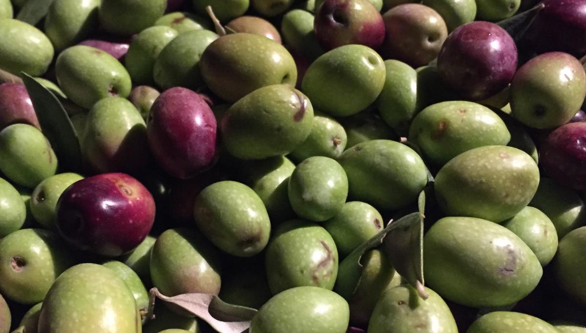 Olivenöl extra vergine Olivenöl extra vergine