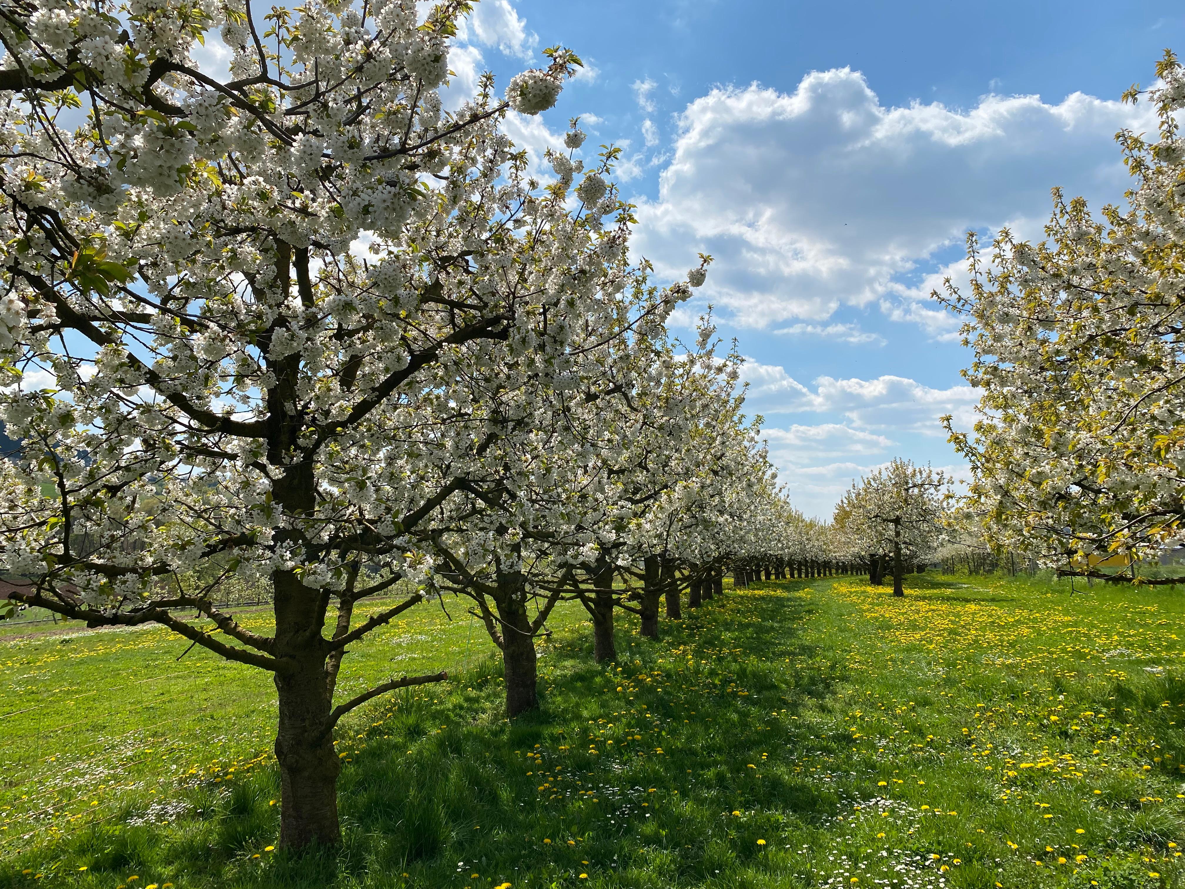 Obstbrennerei & Obstbau Polster