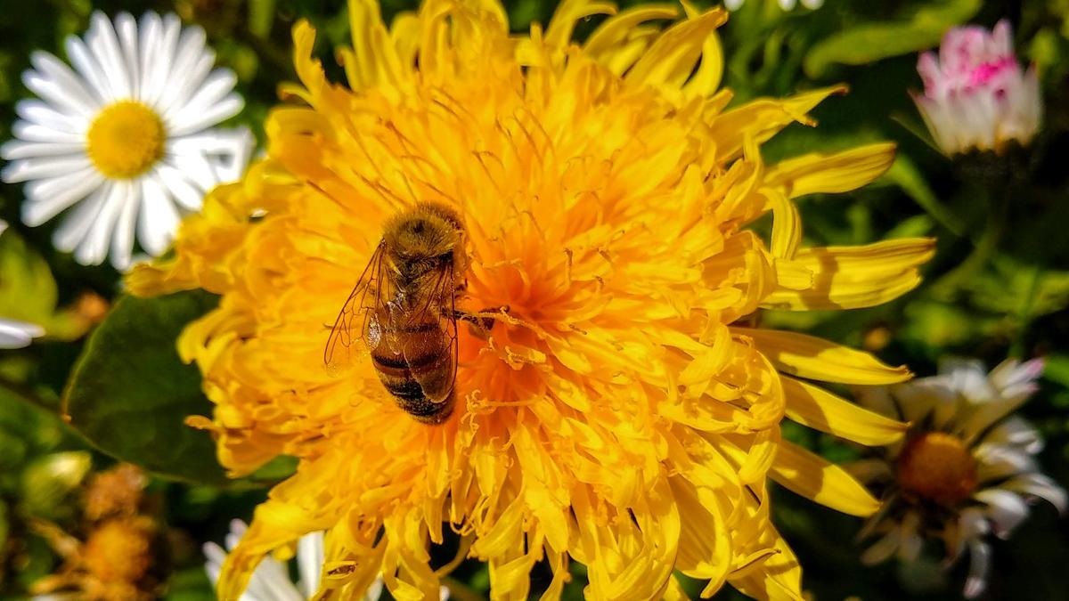 Blütenhonig mit Löwenzahn-Blüte 500g, Öko-Bienenhaltung, ein Erzeugnis der Naturschutzwiese | Imkerei Oswald