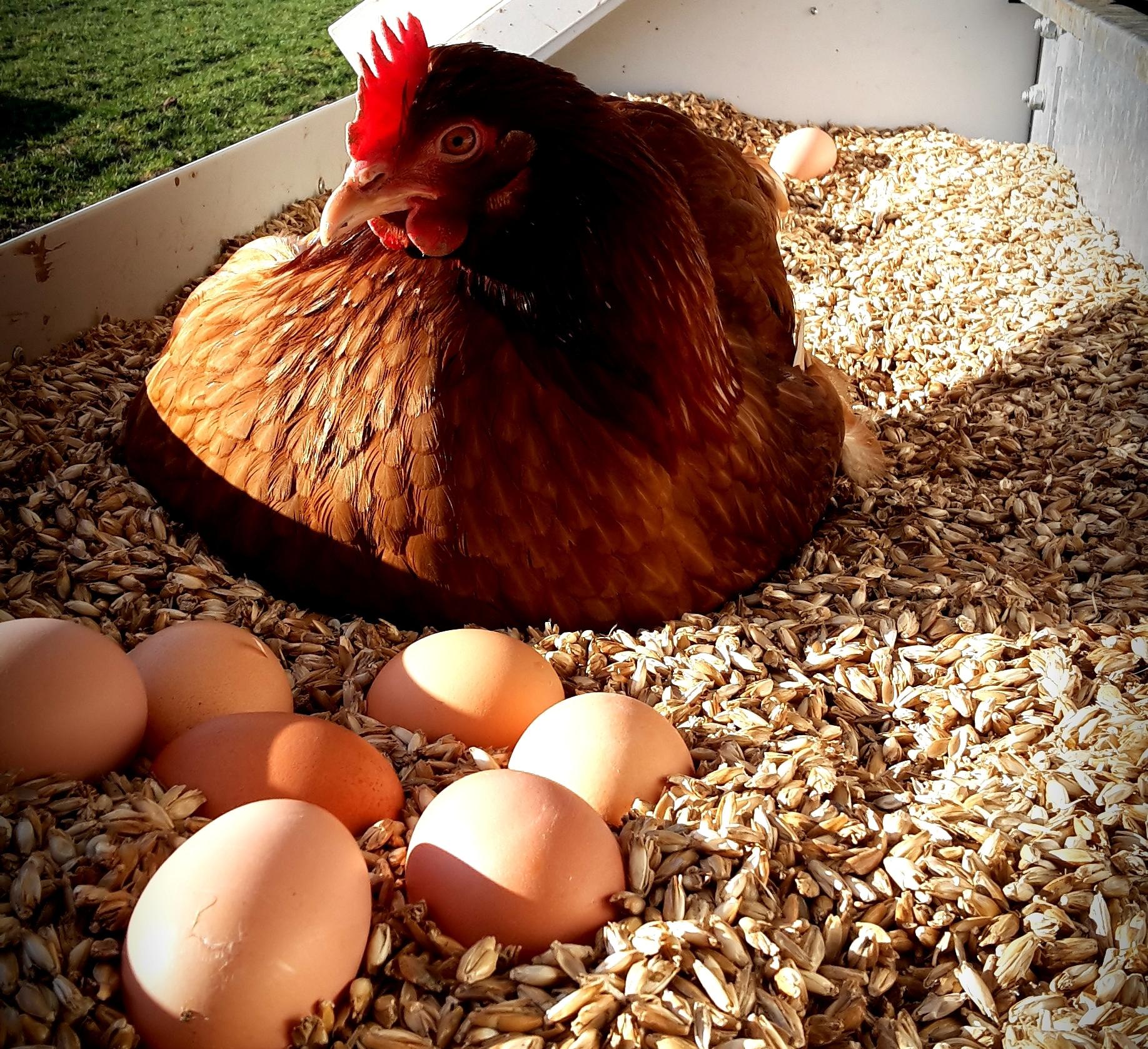 Eier