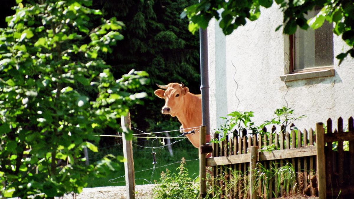 Bestes vom Murnau Werdenfelser Rind