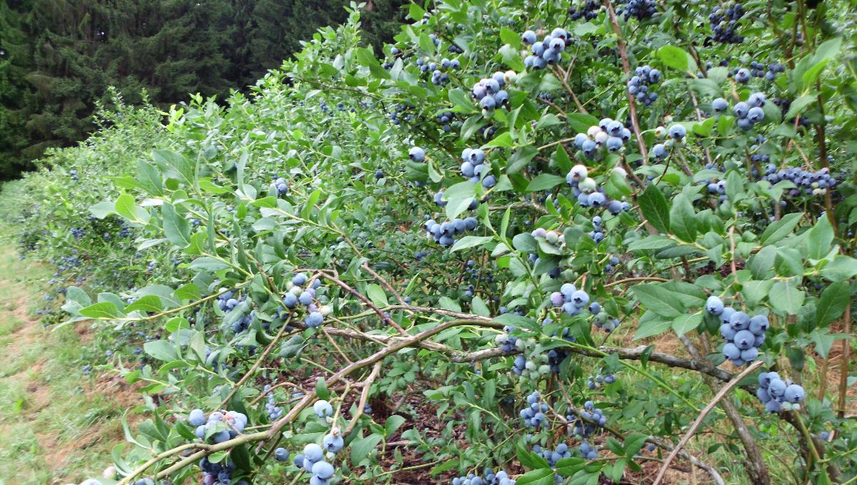 Beerenfeld Anetzberger Waldkirchen Beerenfeld Anetzberger Waldkirchen