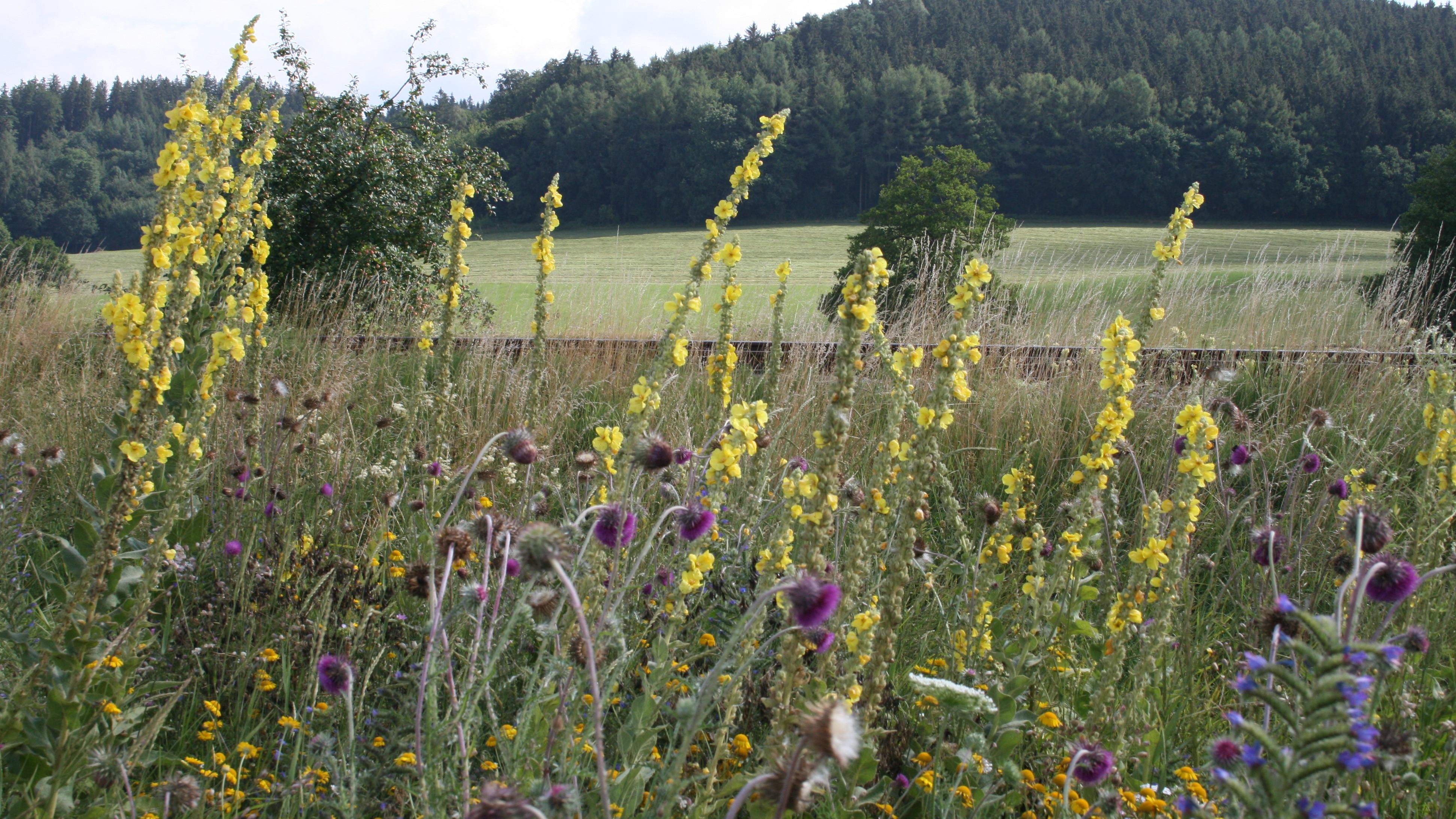 Permakulturhof Eselgarten