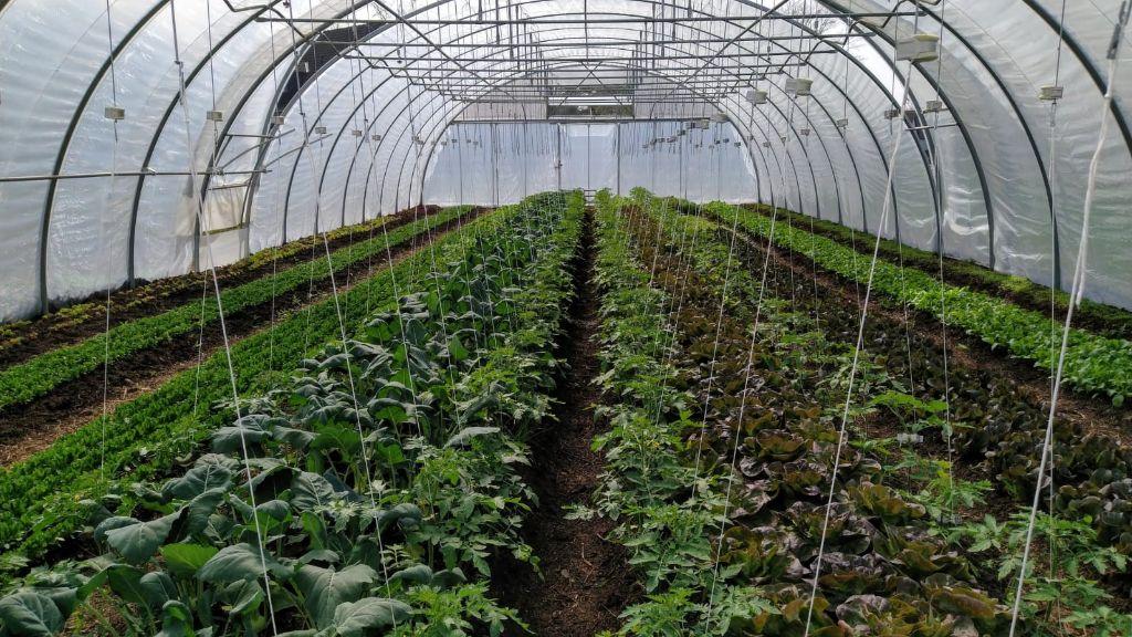 Gartengemüse Hevener Feld GbR