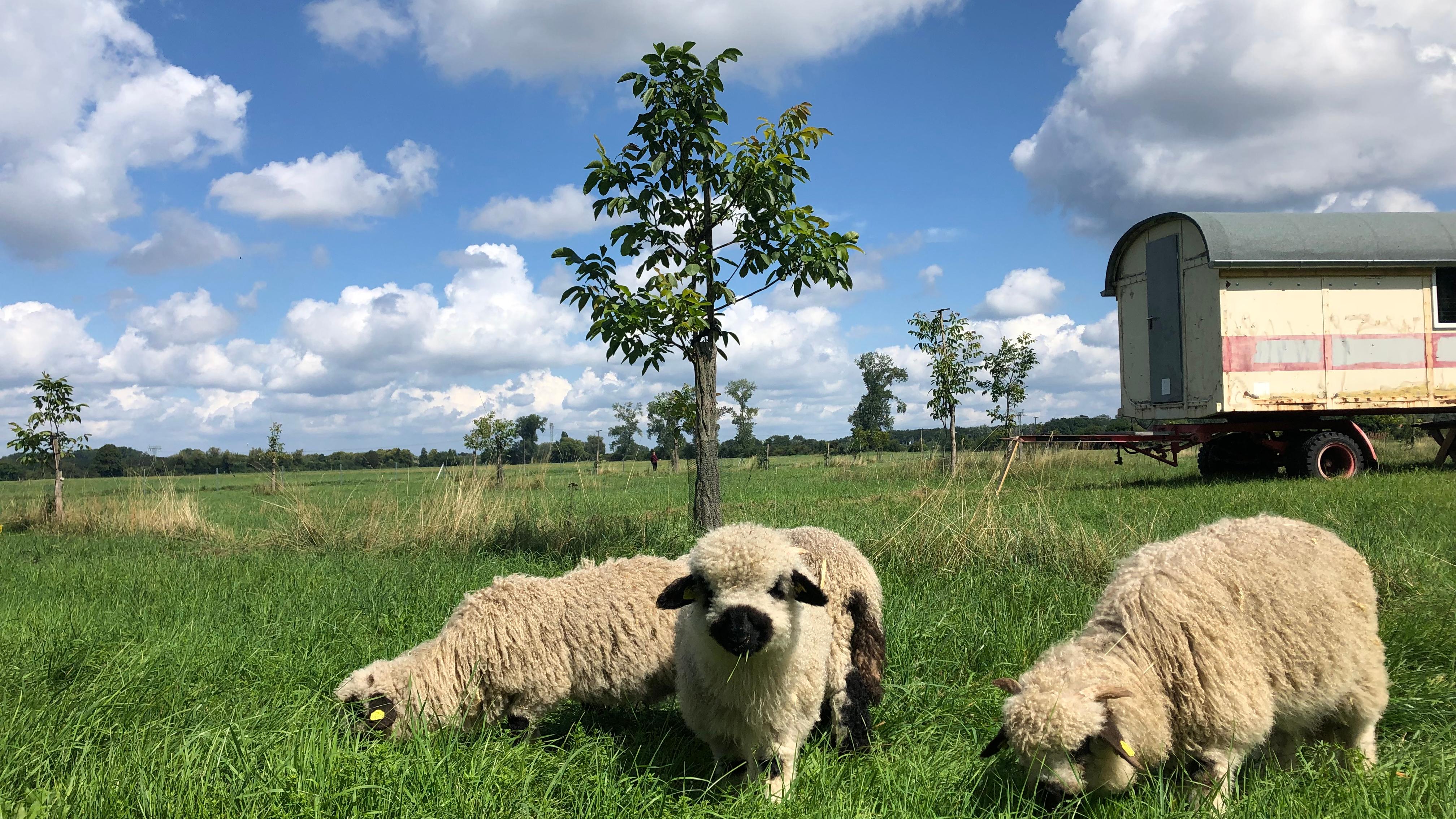 Ackerbegehung „Zwischen Schafen und Walnussbäumen“