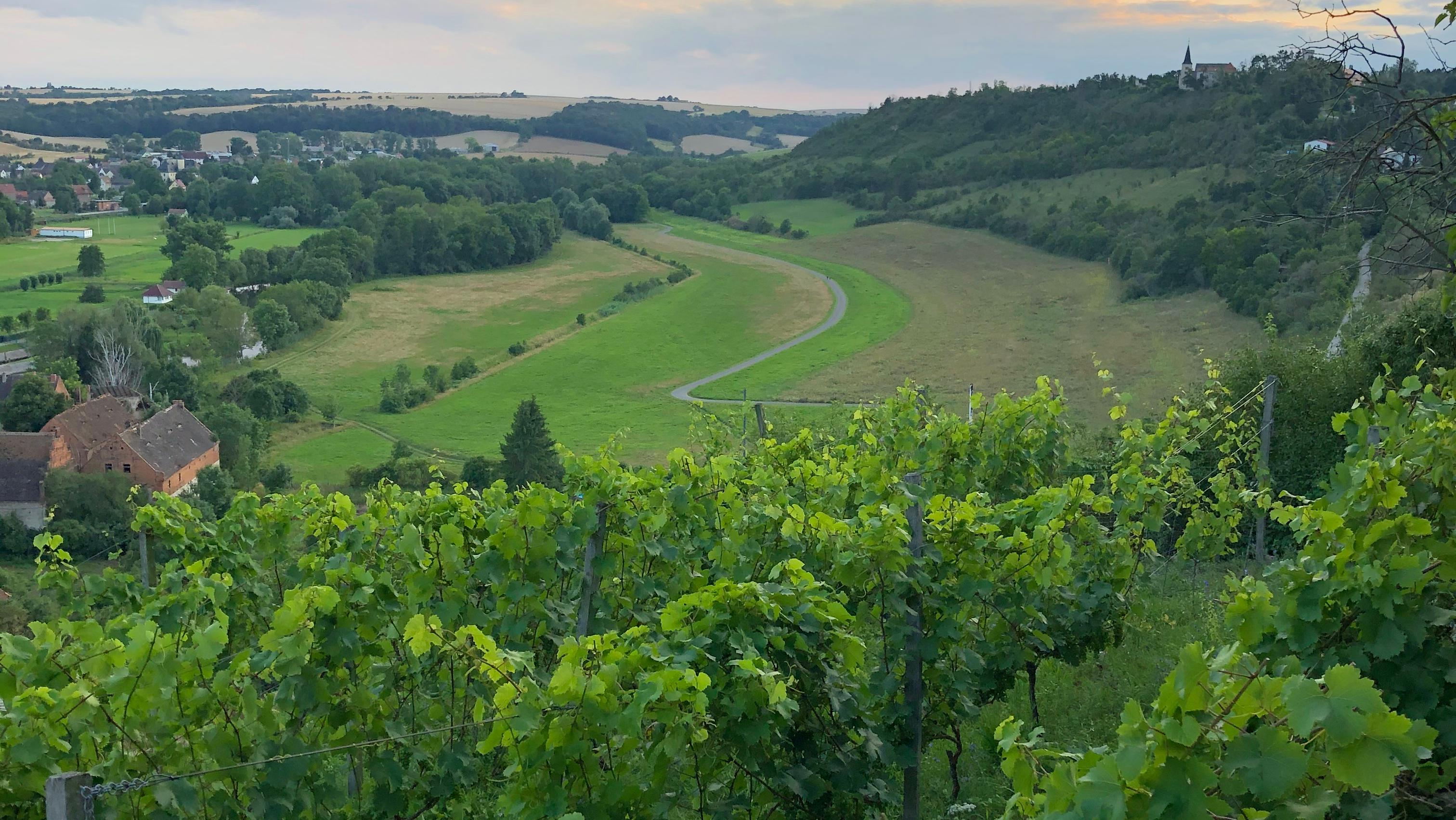 Bio Weinberg & Straußenwirtschaft Wiegandt & Jahneke