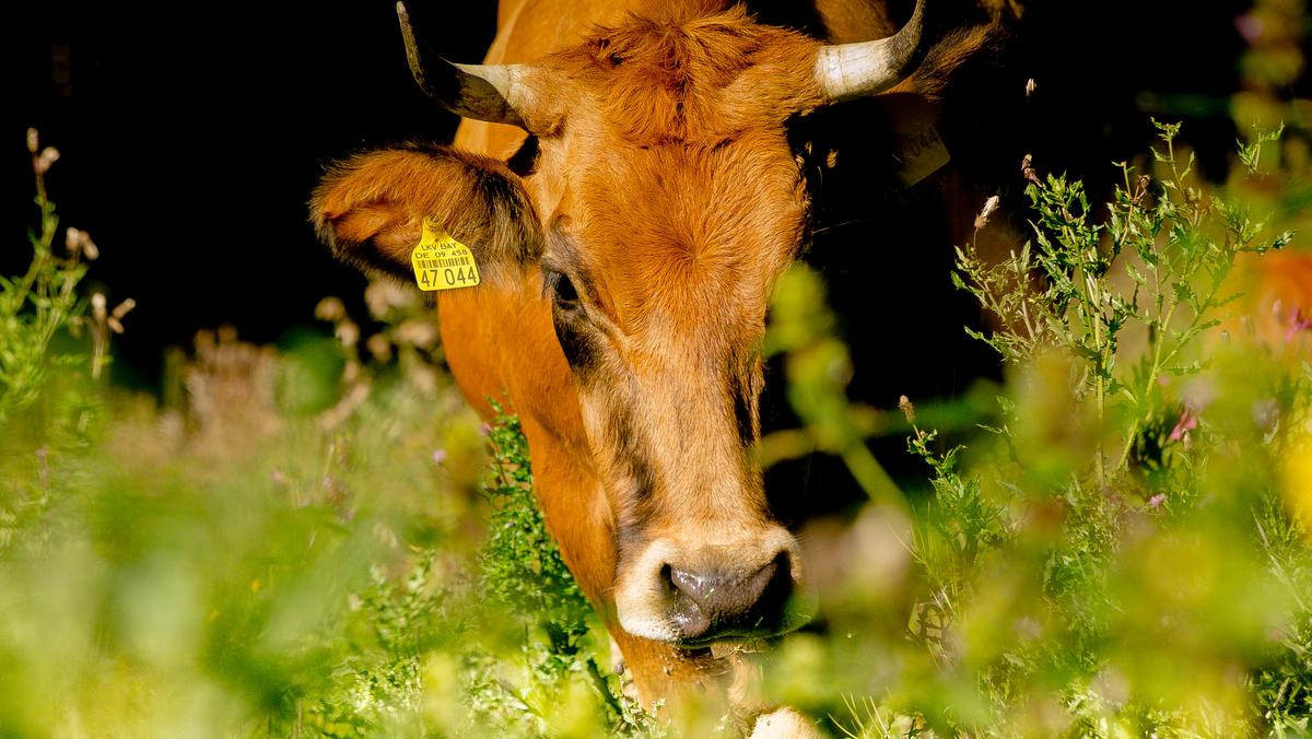 Bestes vom Murnau Werdenfelser Rind