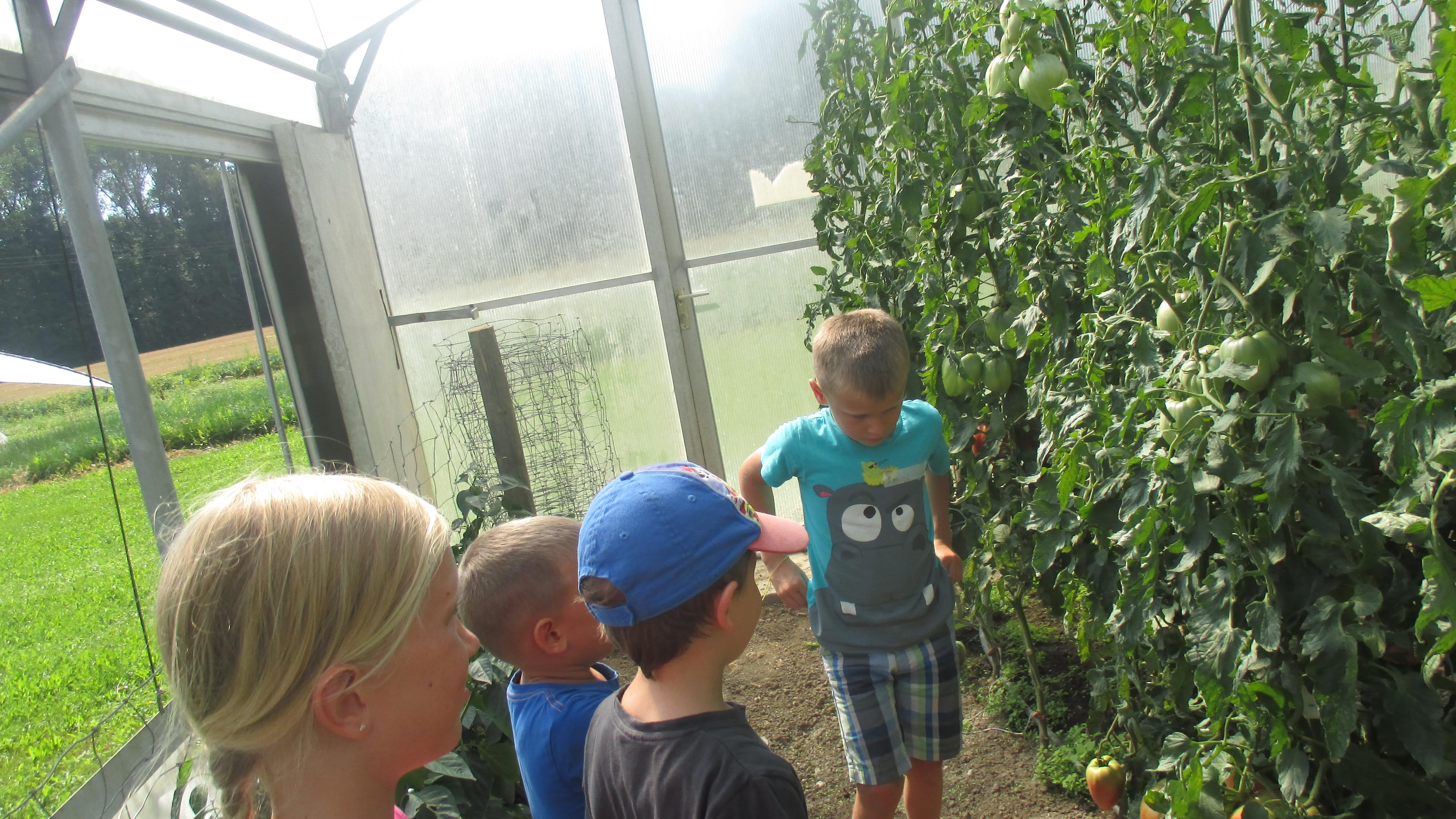 Beeren- & Gemüsehof Karl Brandl