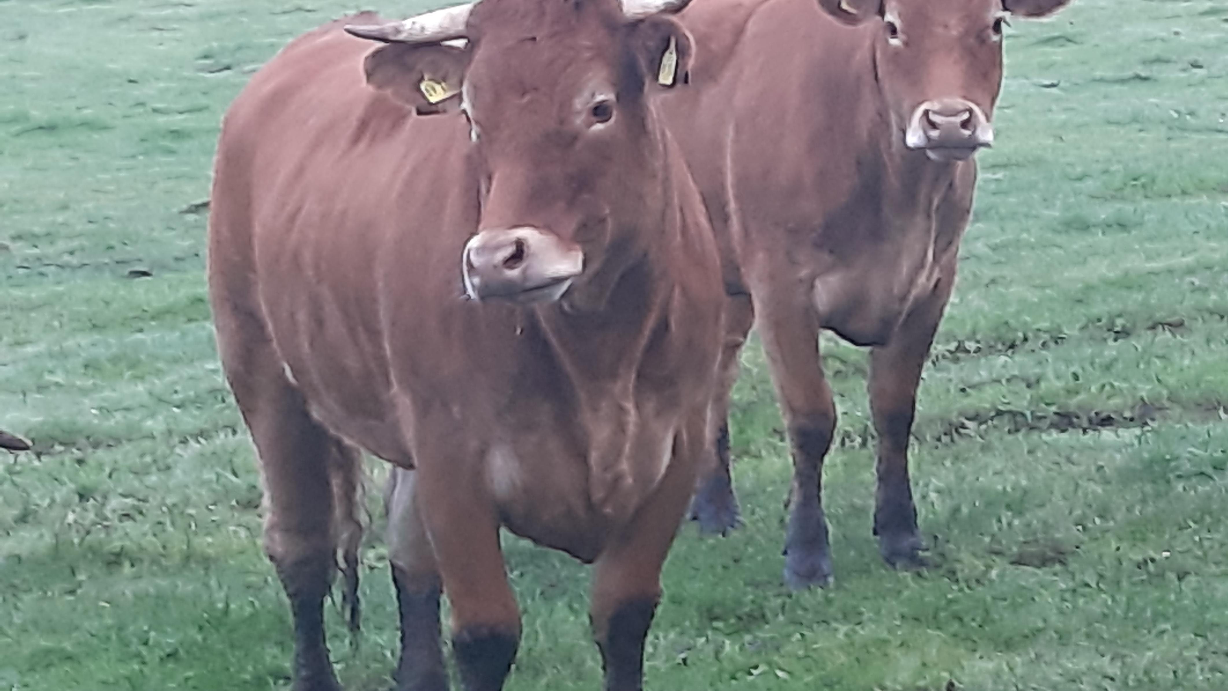 Hinrichs Handels GbR Vieh und Fleisch