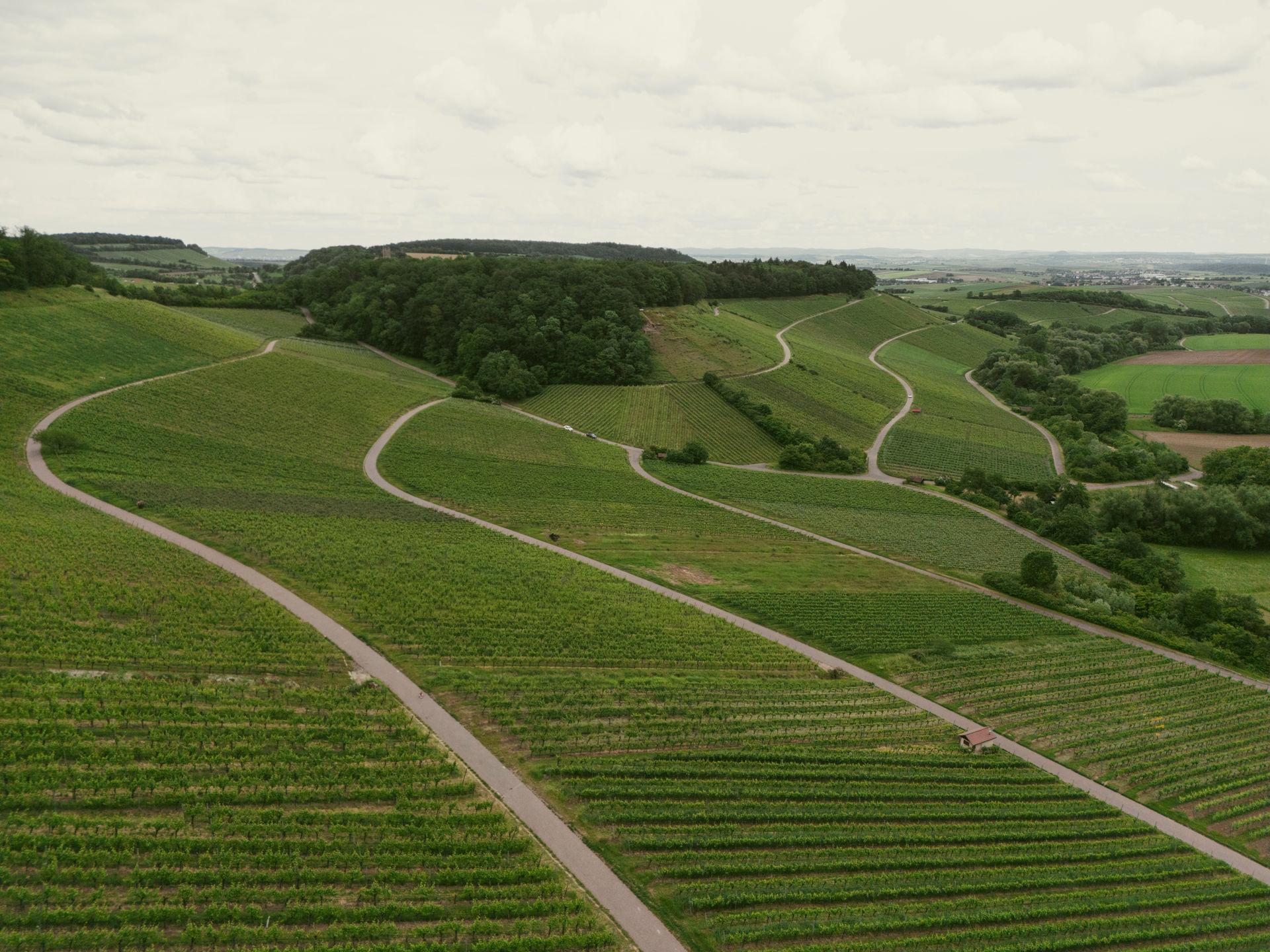 Weingärtner Stromberg - Zabergäu eG