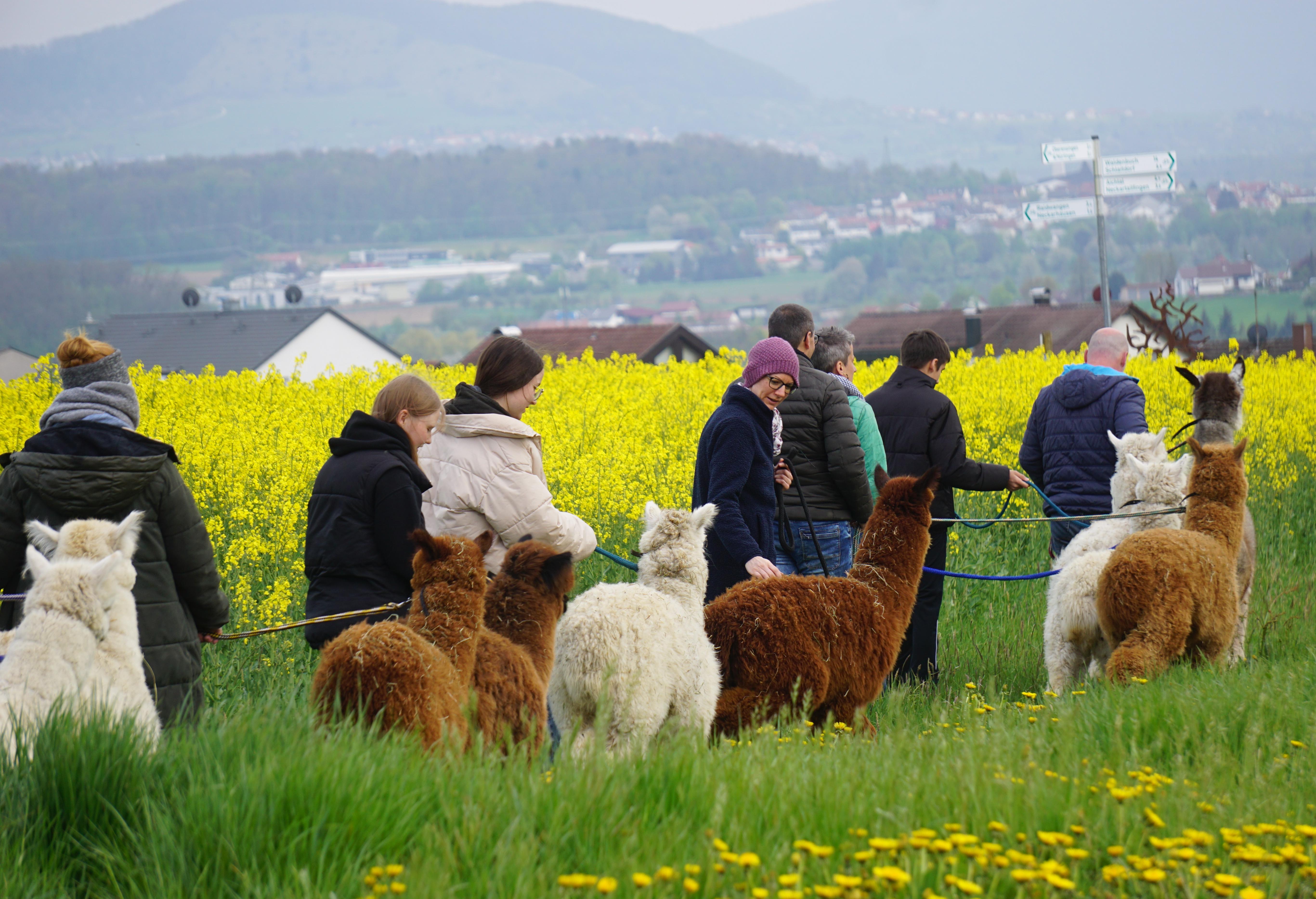 Alpakafarm Ulrich Schaber