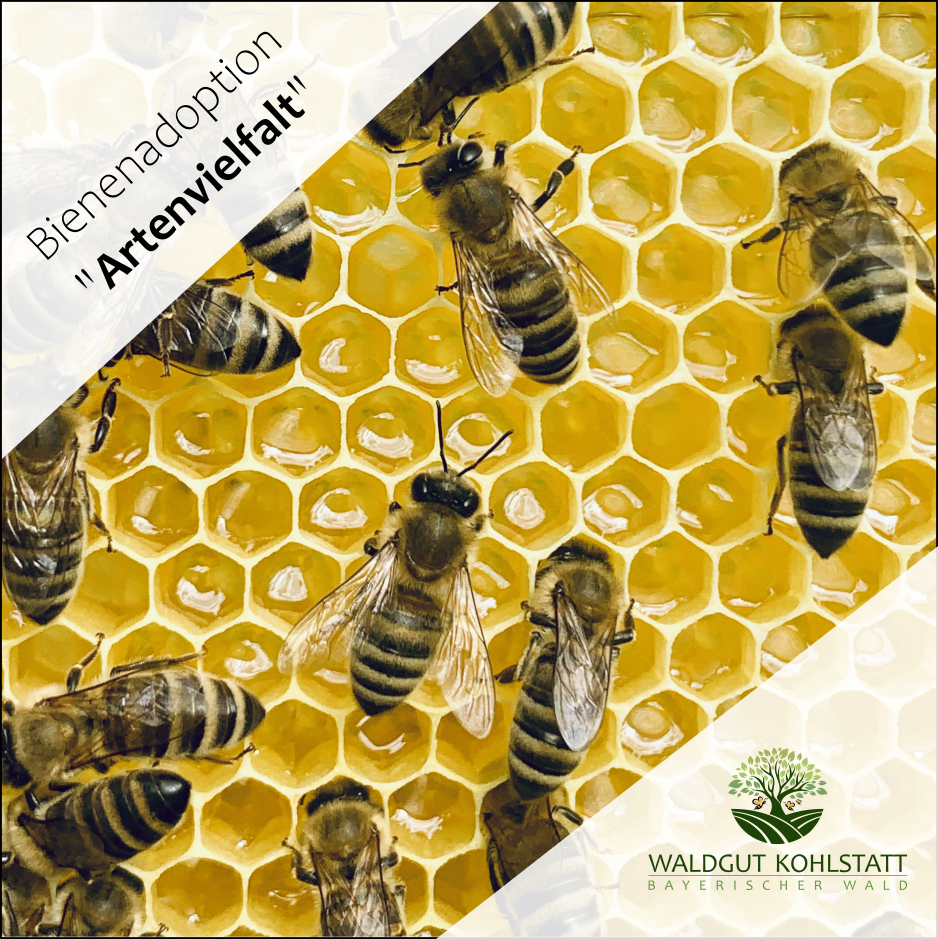 Waldgut Kohlstatt | Ökologisch-biodynamische Imkerei | Bienenhof mit Honig aus dem Bayerischen Wald