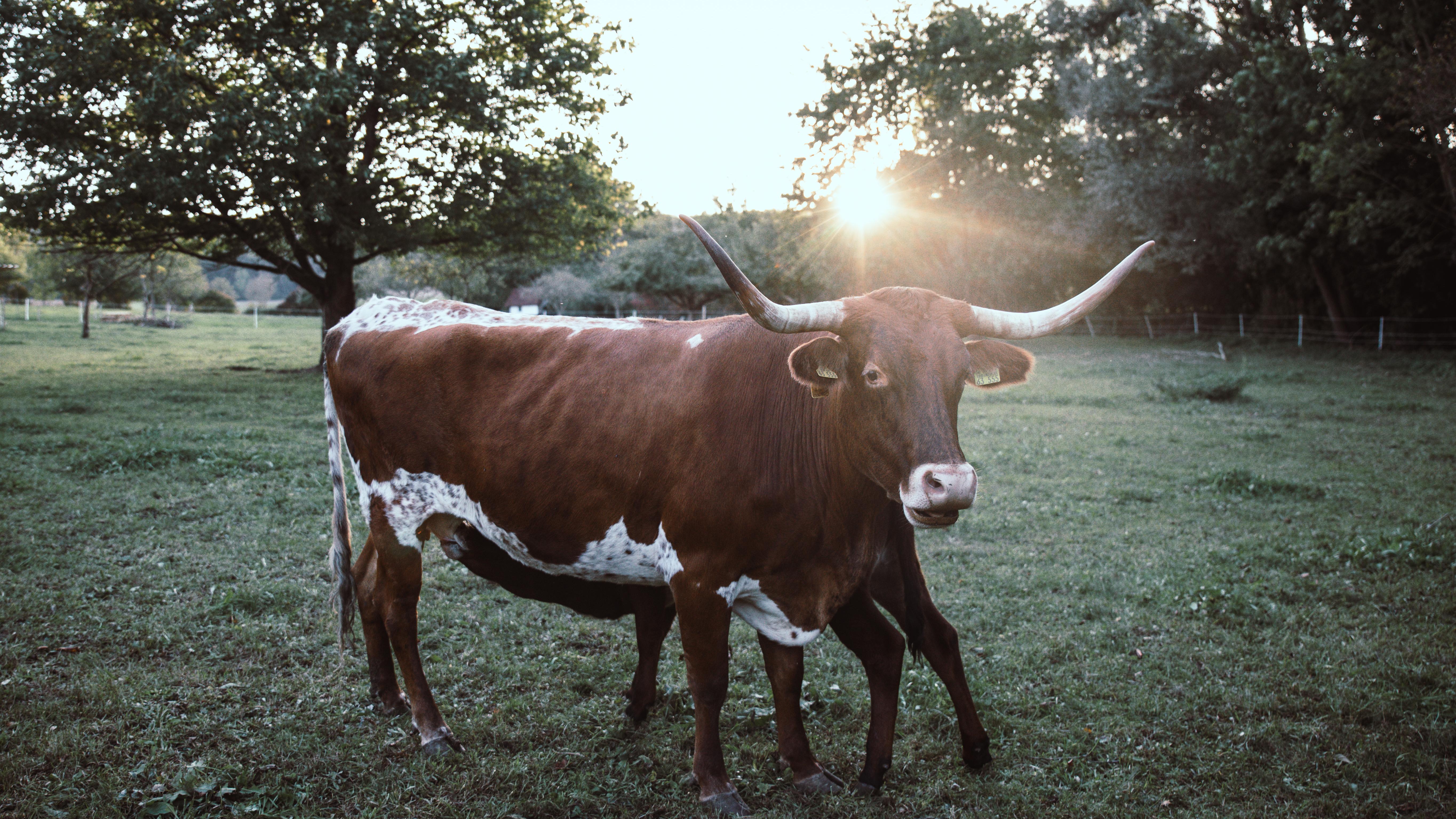 Texas Longhorn SBS GbR