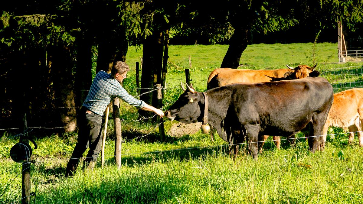 Bestes vom Murnau Werdenfelser Rind