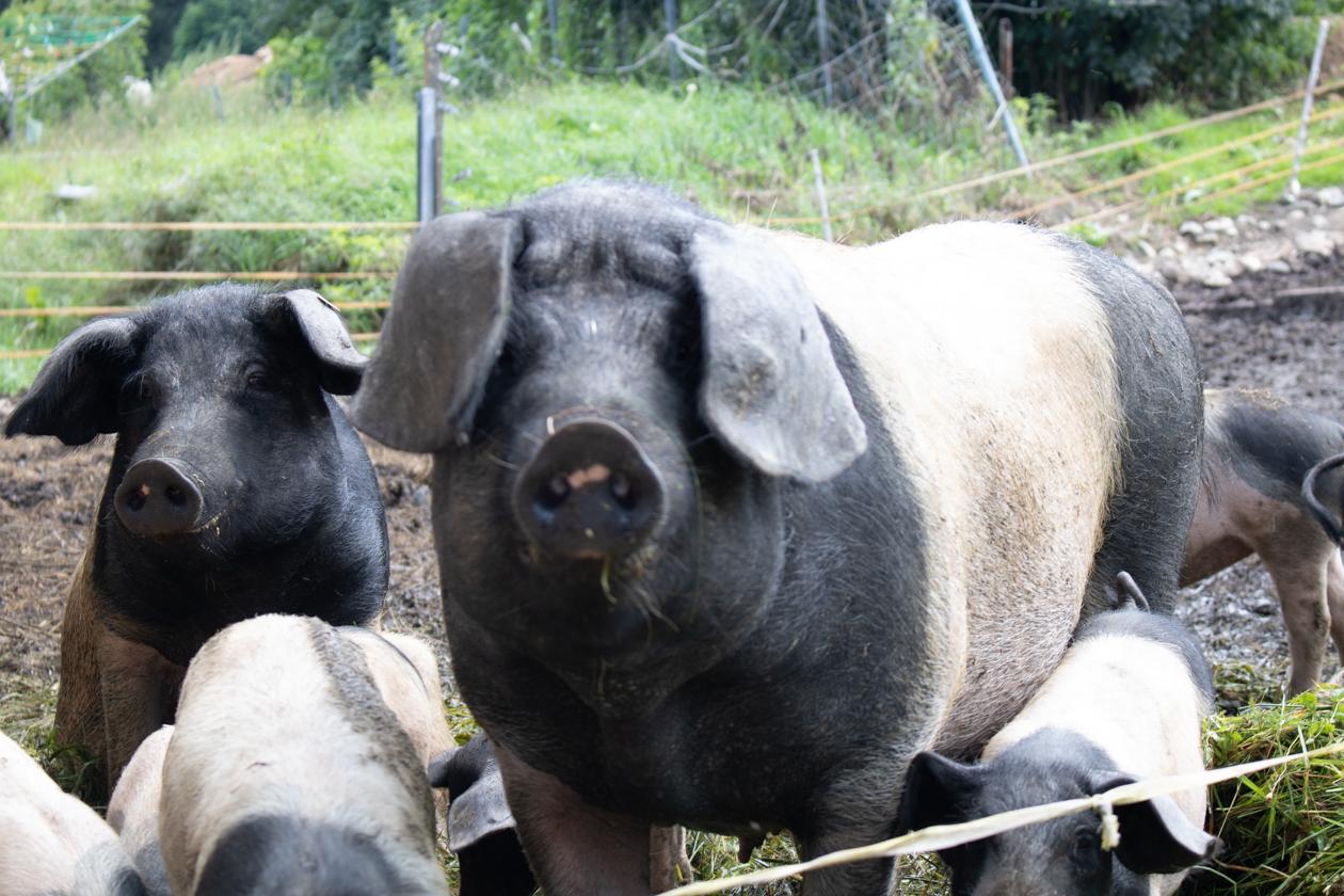 So gut wie den Schweinen vom Biohof „Beim Schuster“ in Kirchberg geht es leider nicht allen Schweinen.