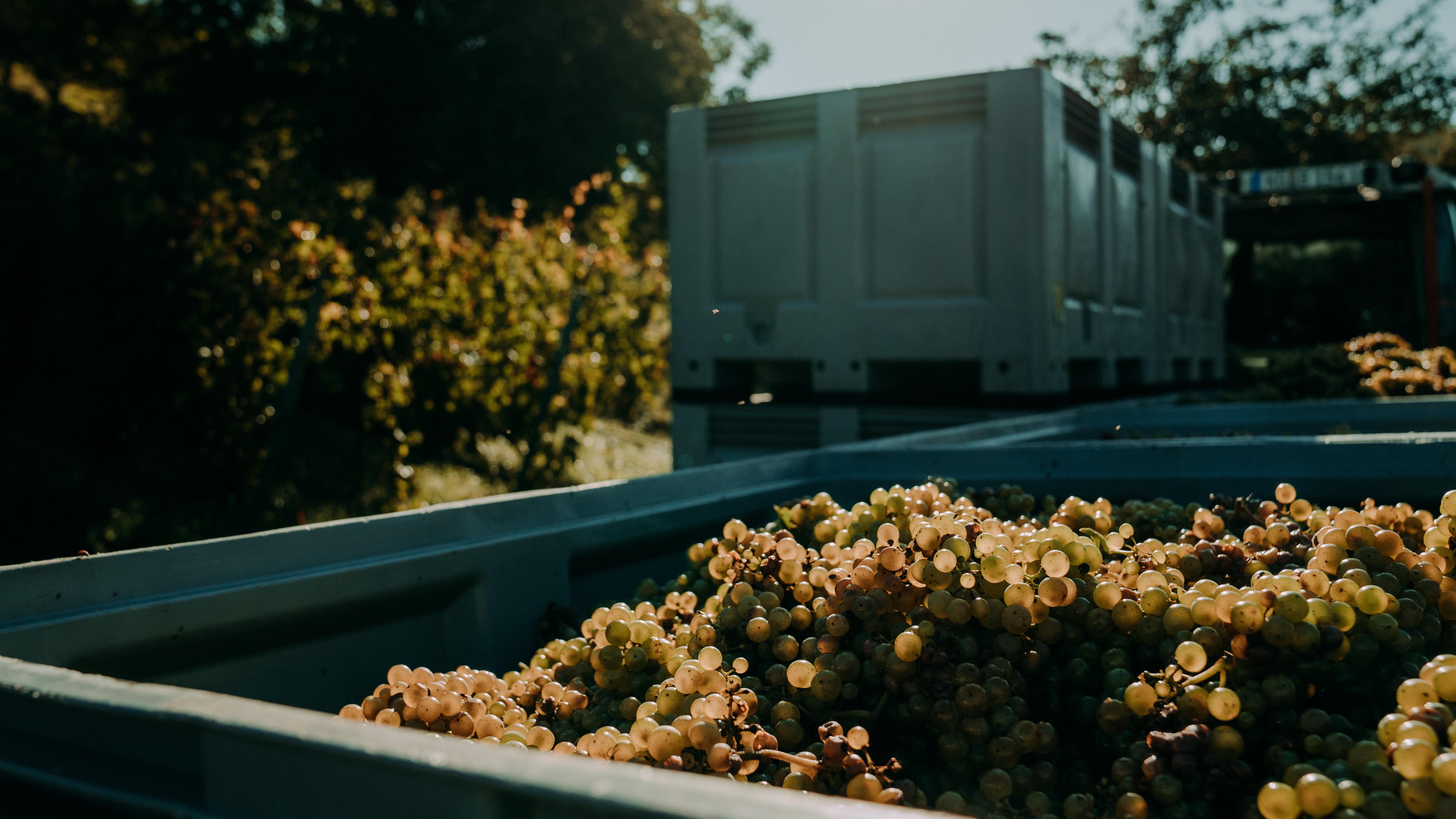 Weingut Baldauf