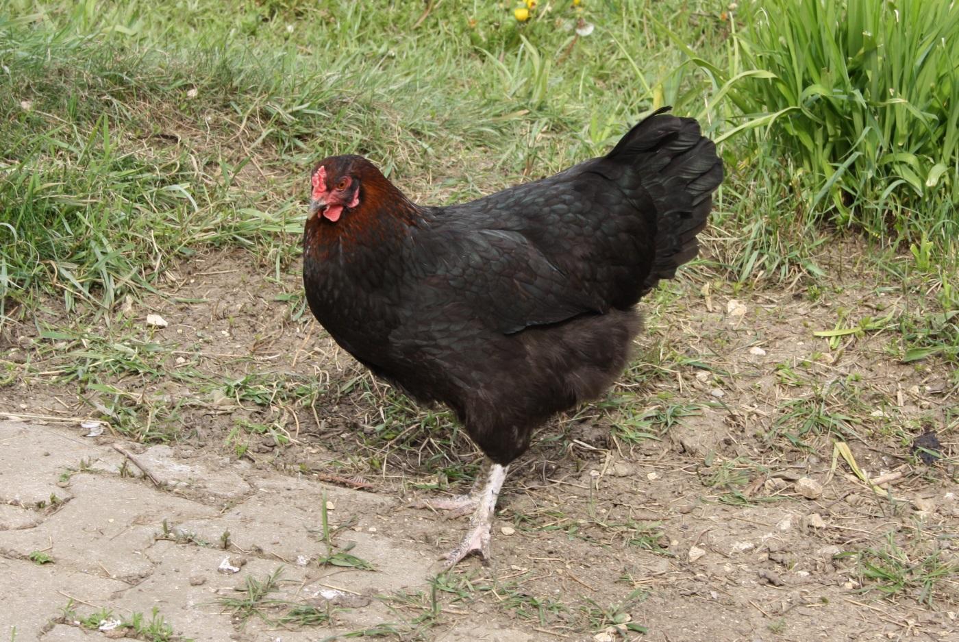 Ein Huhn der Rasse Maran.