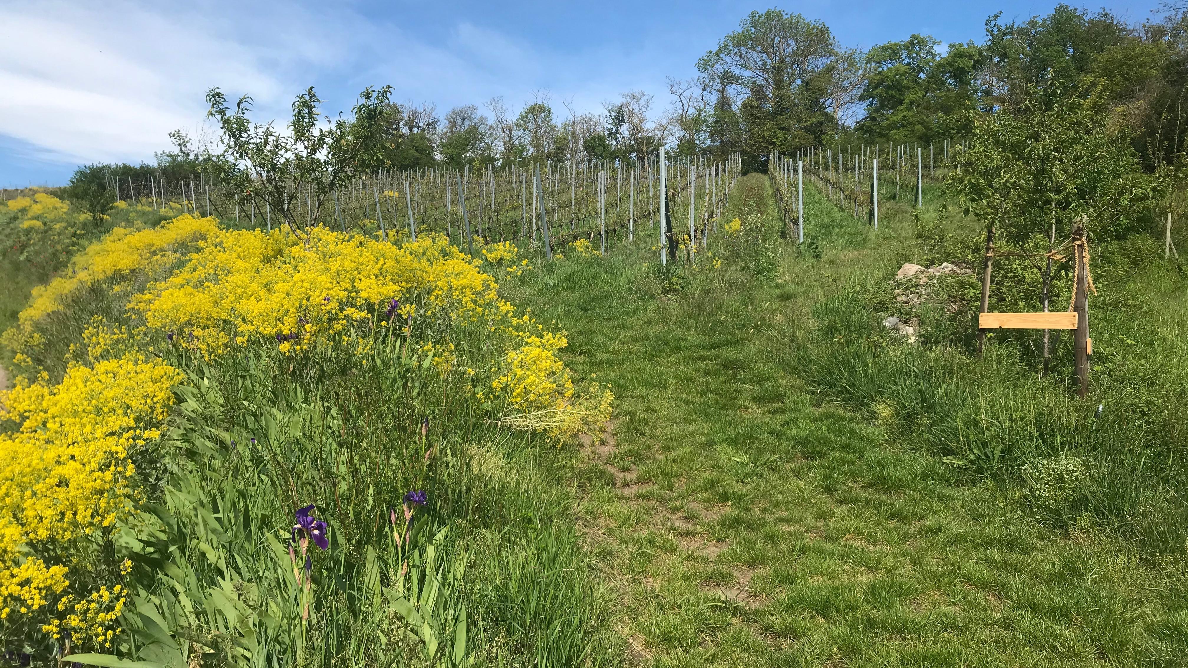 Ökologisches Weingut Rabenhof