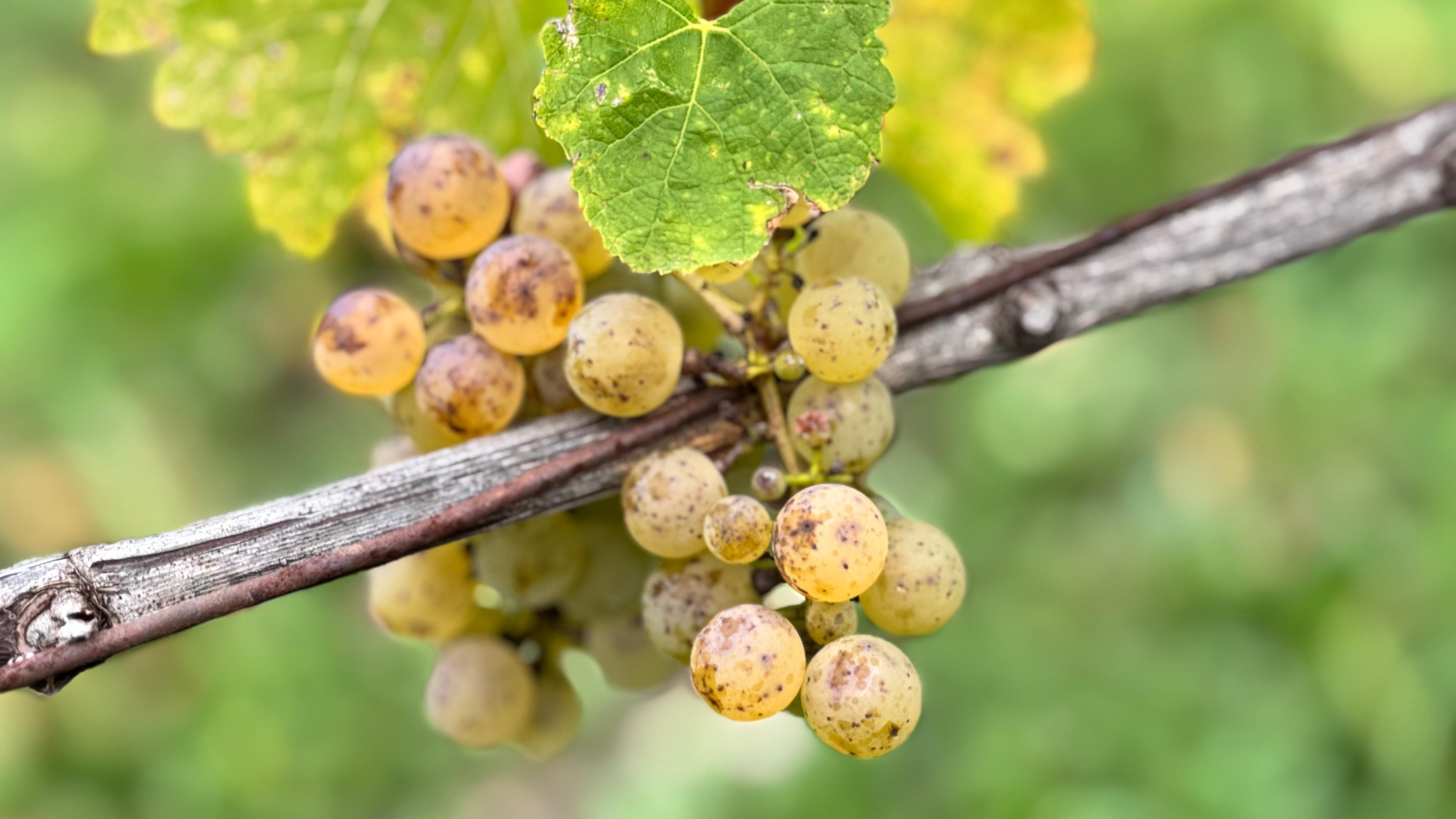 Bio-Weingut Laudens Bach