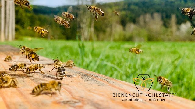 Bienengut Kohlstatt