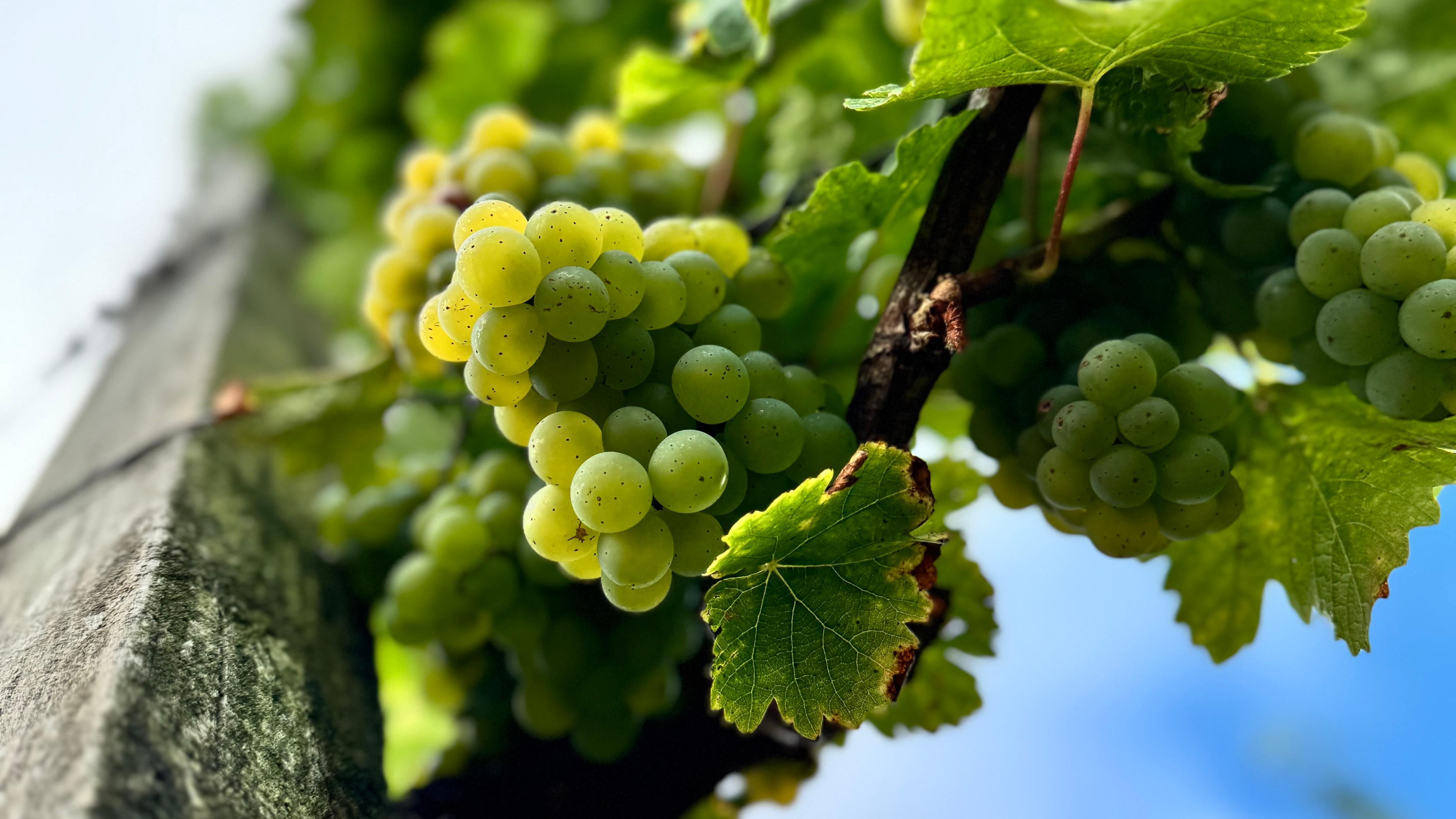 Bio-Weingut Laudens Bach