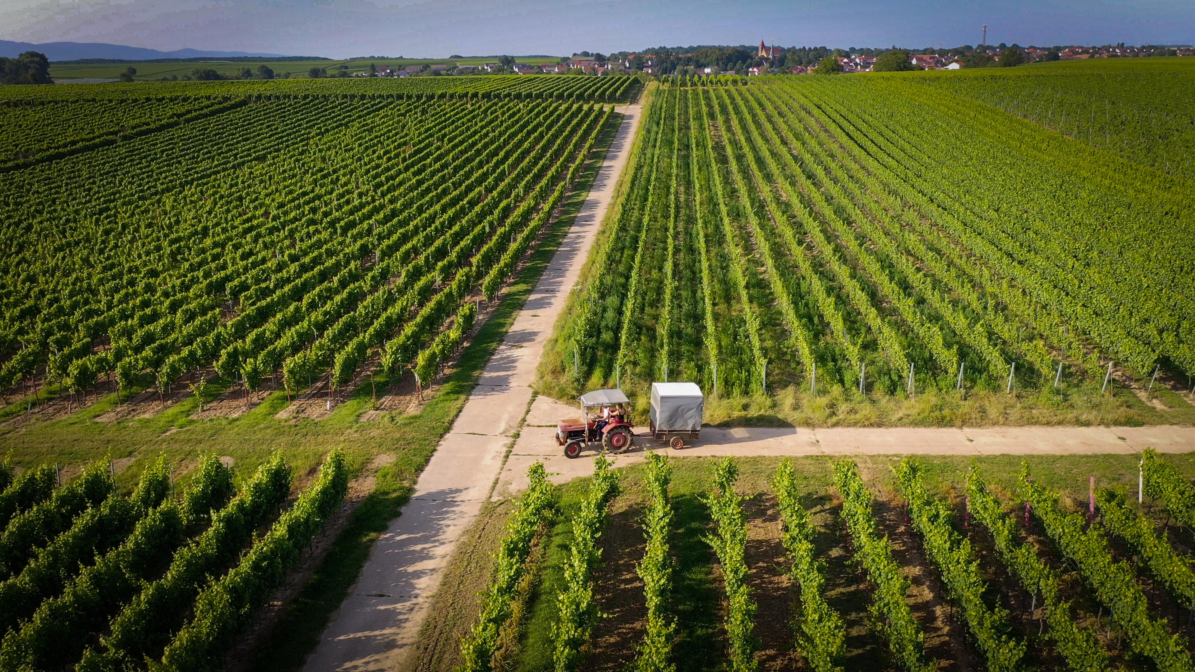 Weingut Ökonomierat Lind