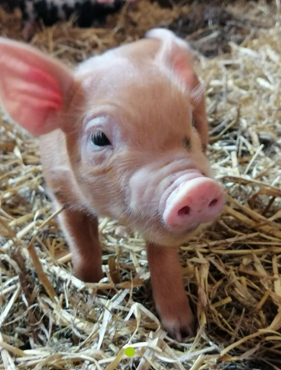 Bio-Schwein auf dem Bioland-Hof der Familie Dirigl