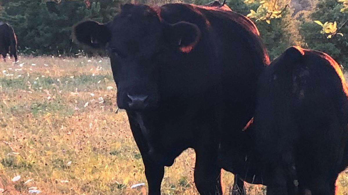 Welsh Black Zucht    Benjamin Künstle