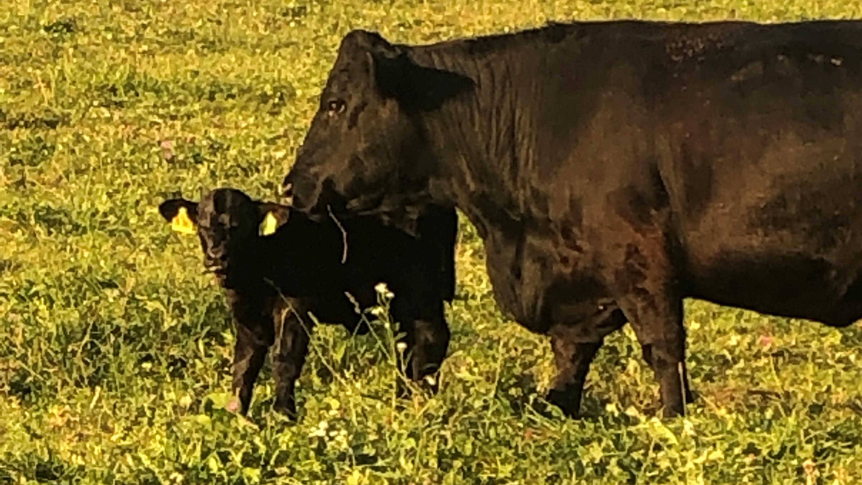 Welsh Black Zucht    Benjamin Künstle