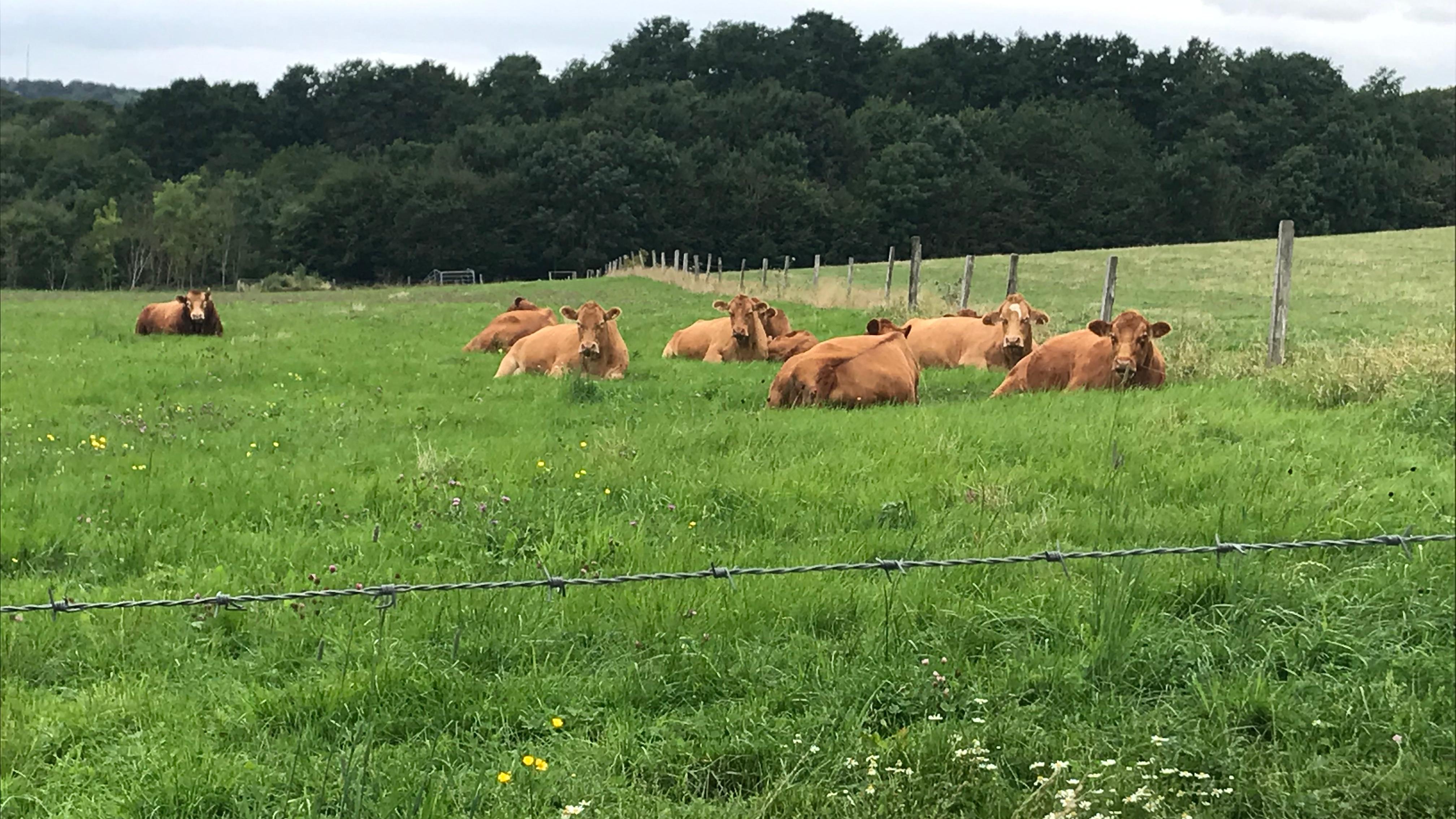 Biohof Gans und Quitte