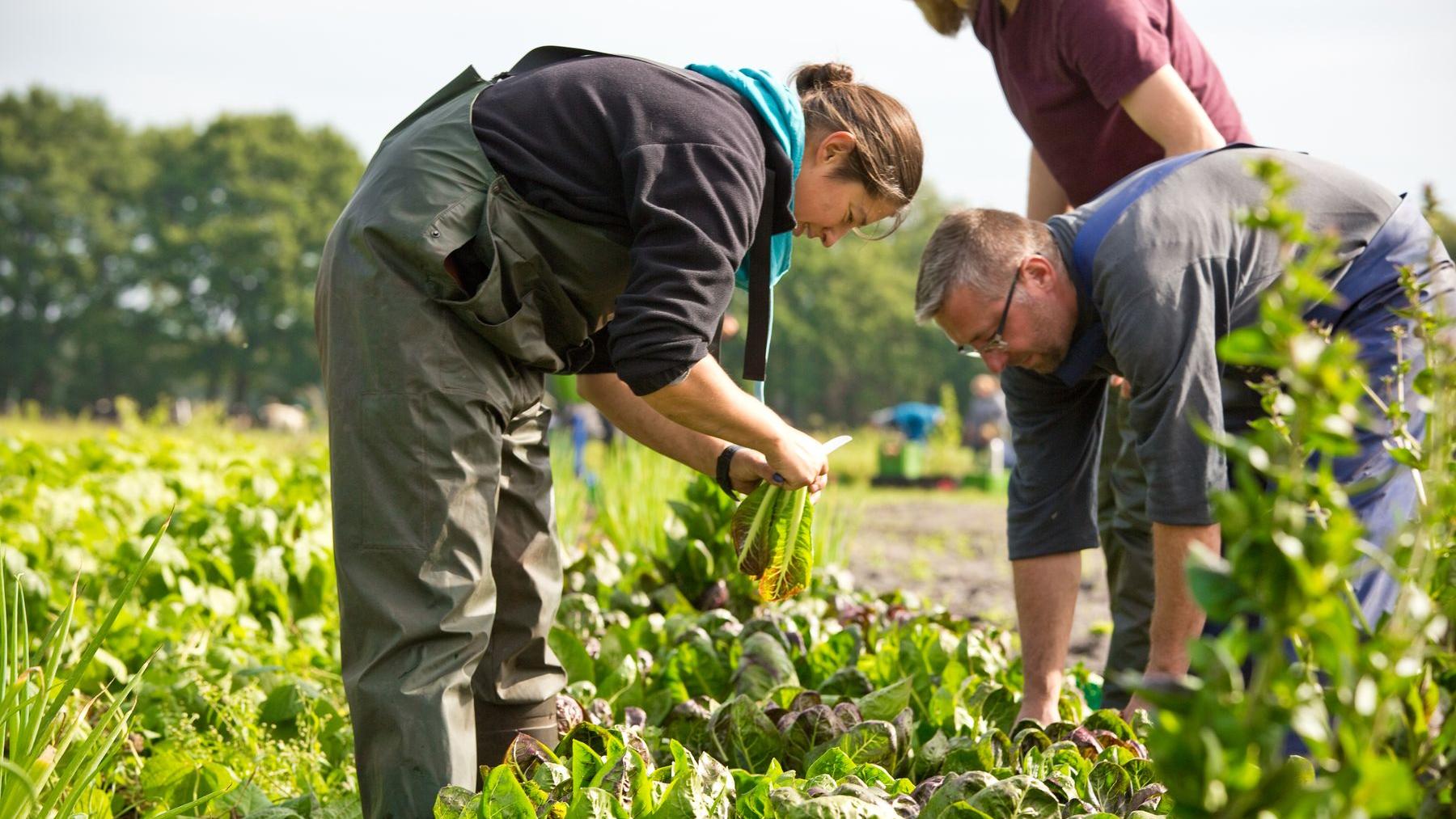 Hofgemeinschaft Grummersort