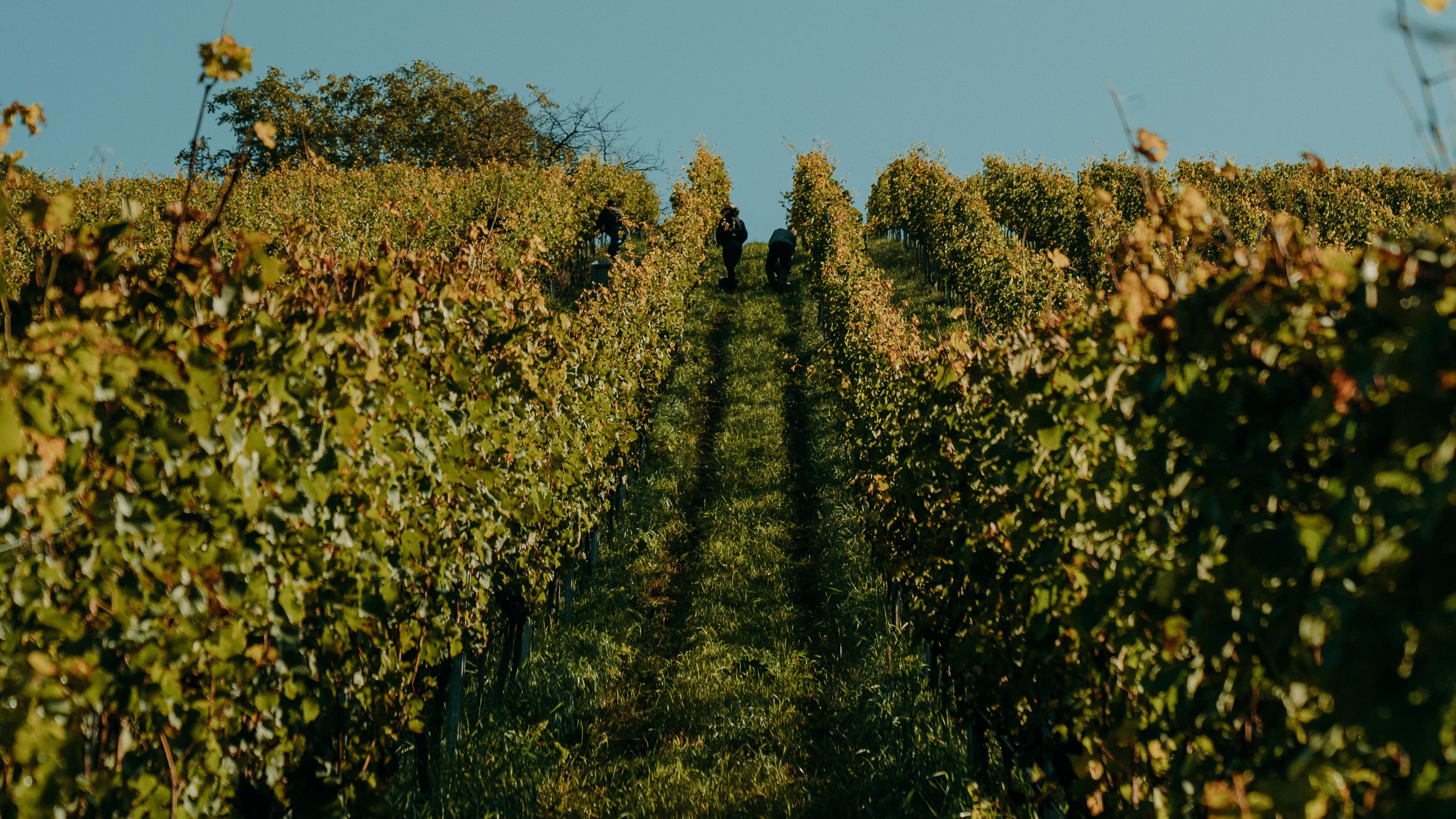 Weingut Baldauf
