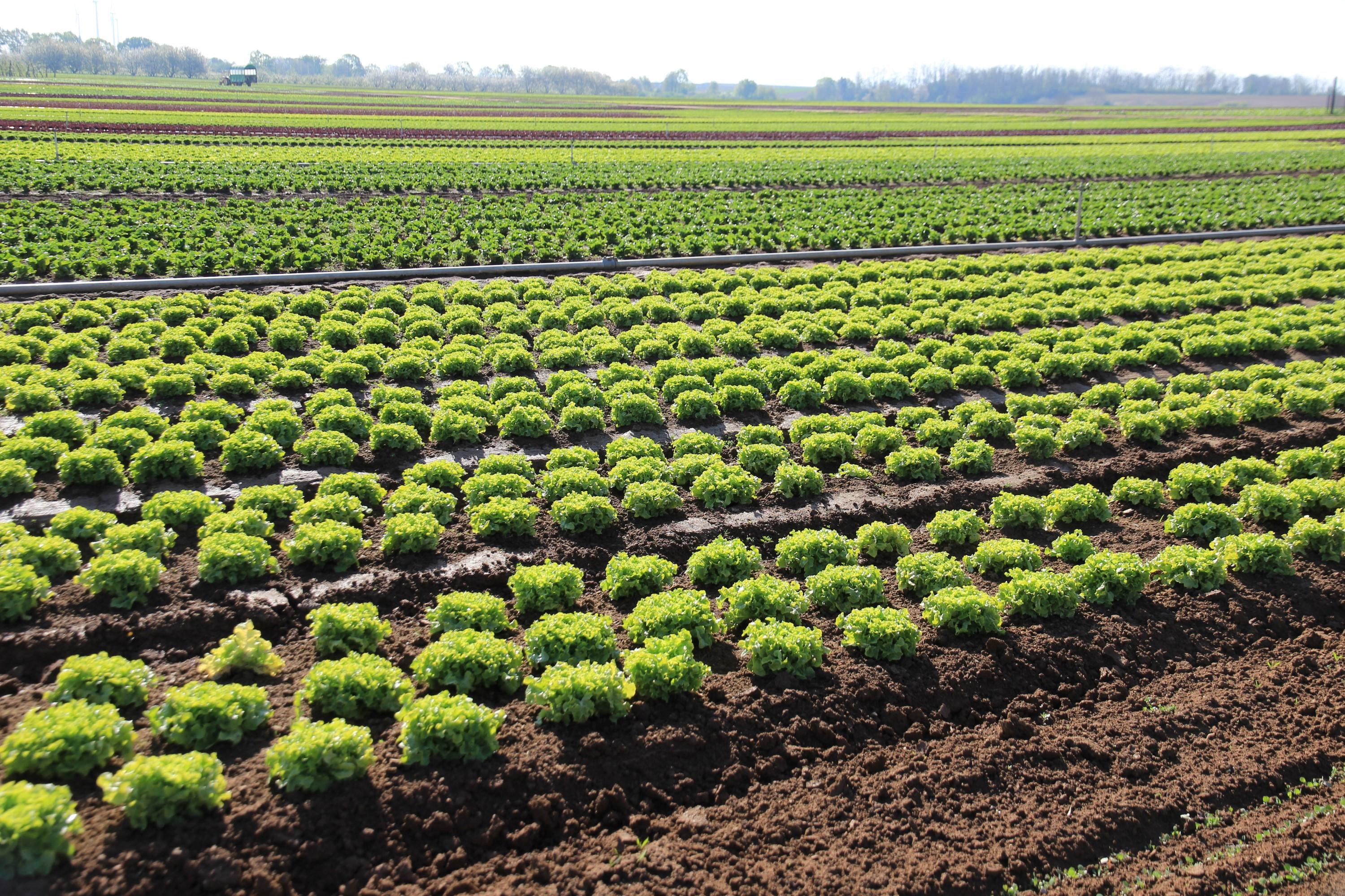 Salat auf Feld