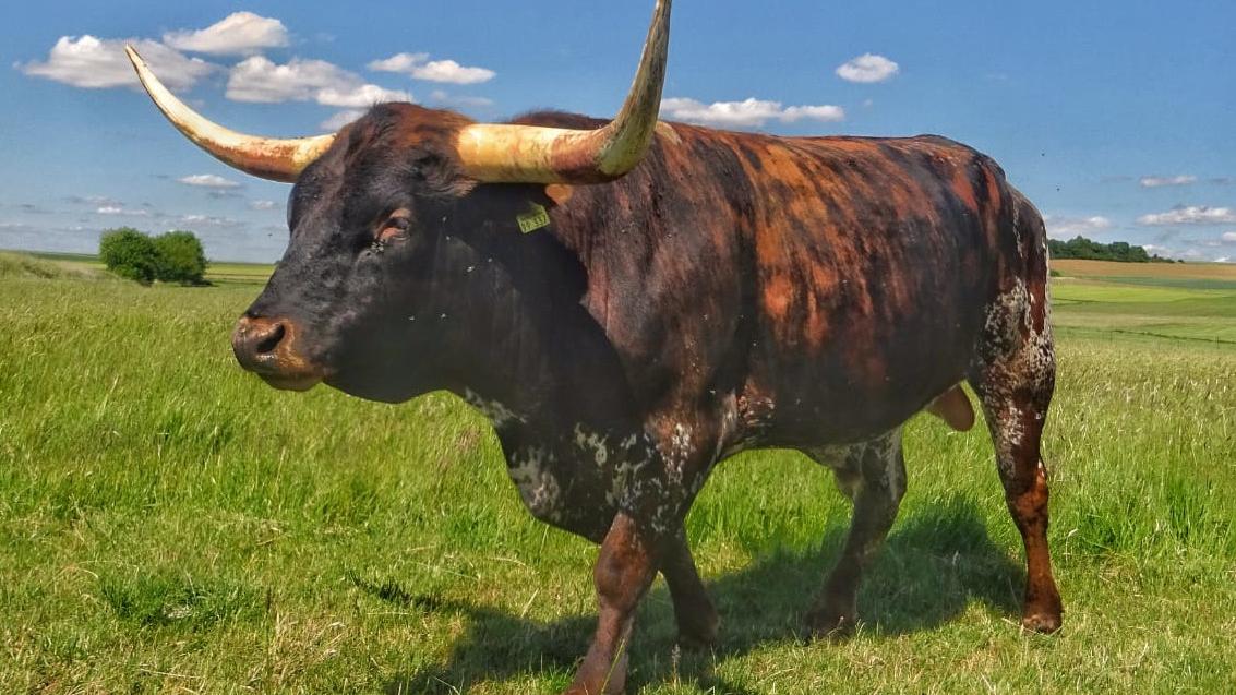 Texas Longhorn Sechta-Ranch