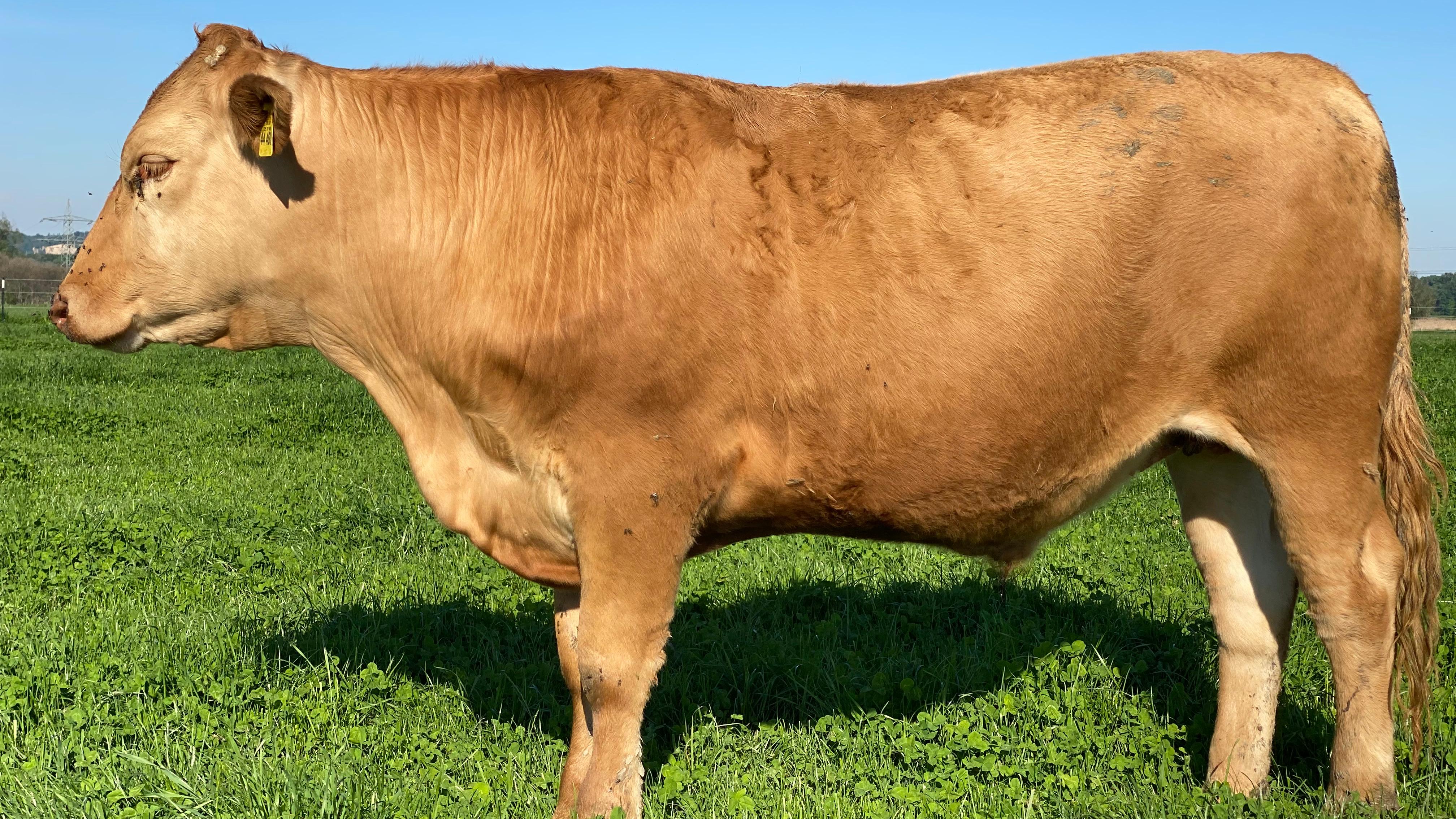 Akaushi / rote Wagyu Fleisch