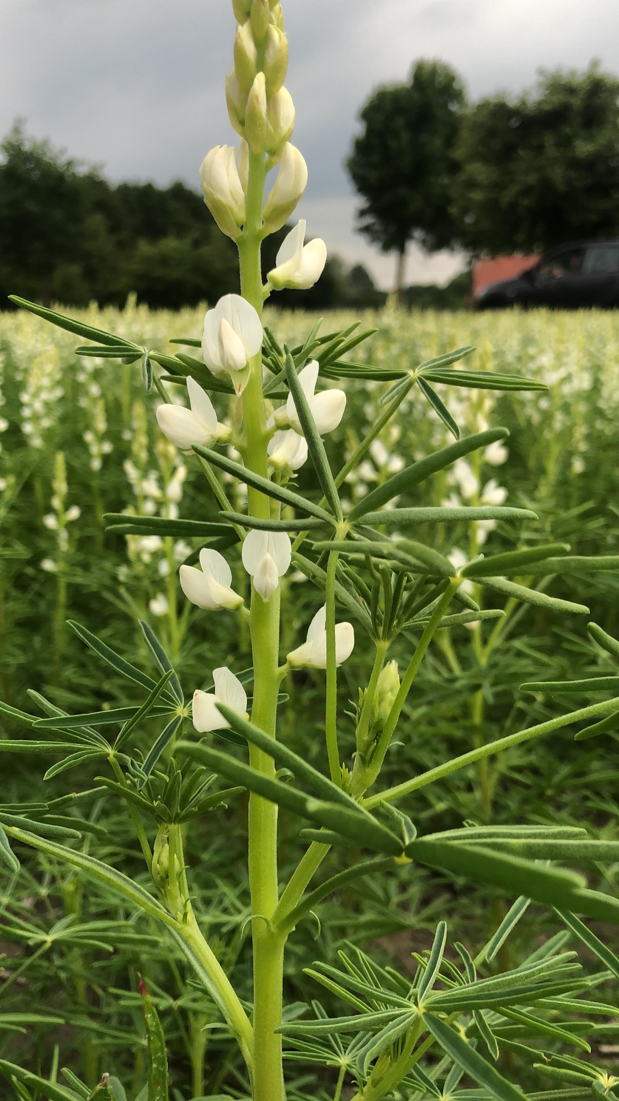 Manufactum Waltrop Frühlingsmarkt
