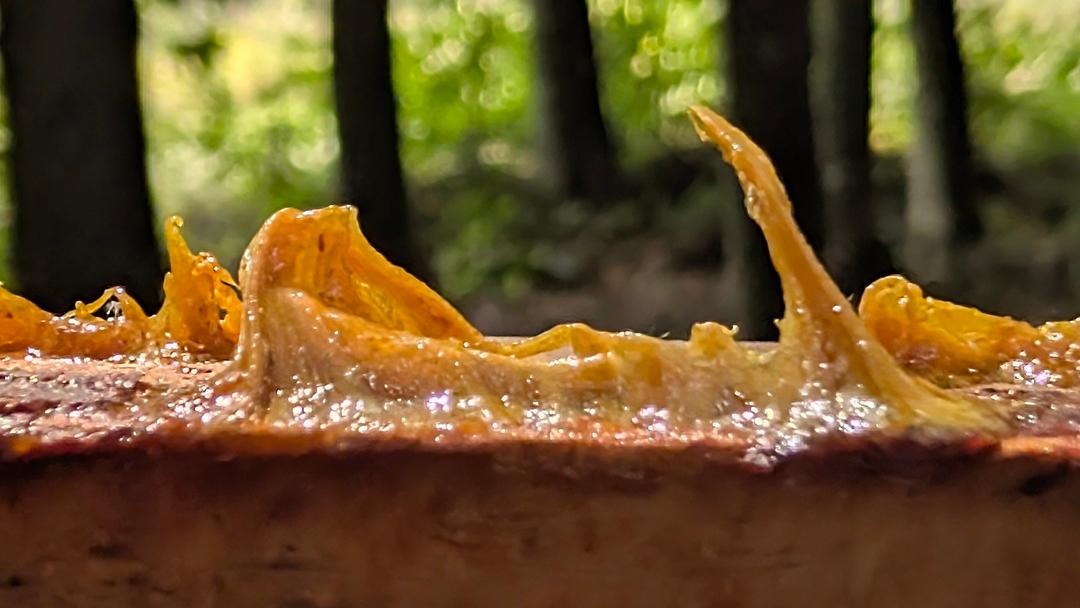 Propolis