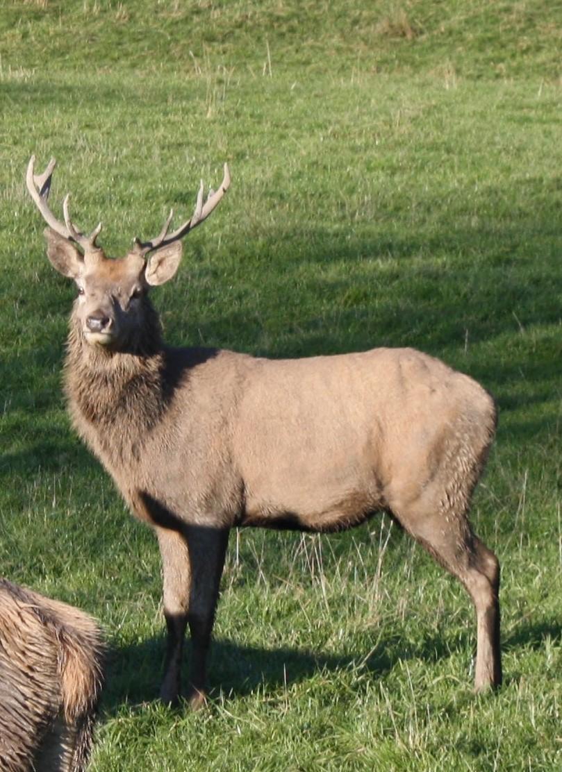 Rotwild vom Waldschrat