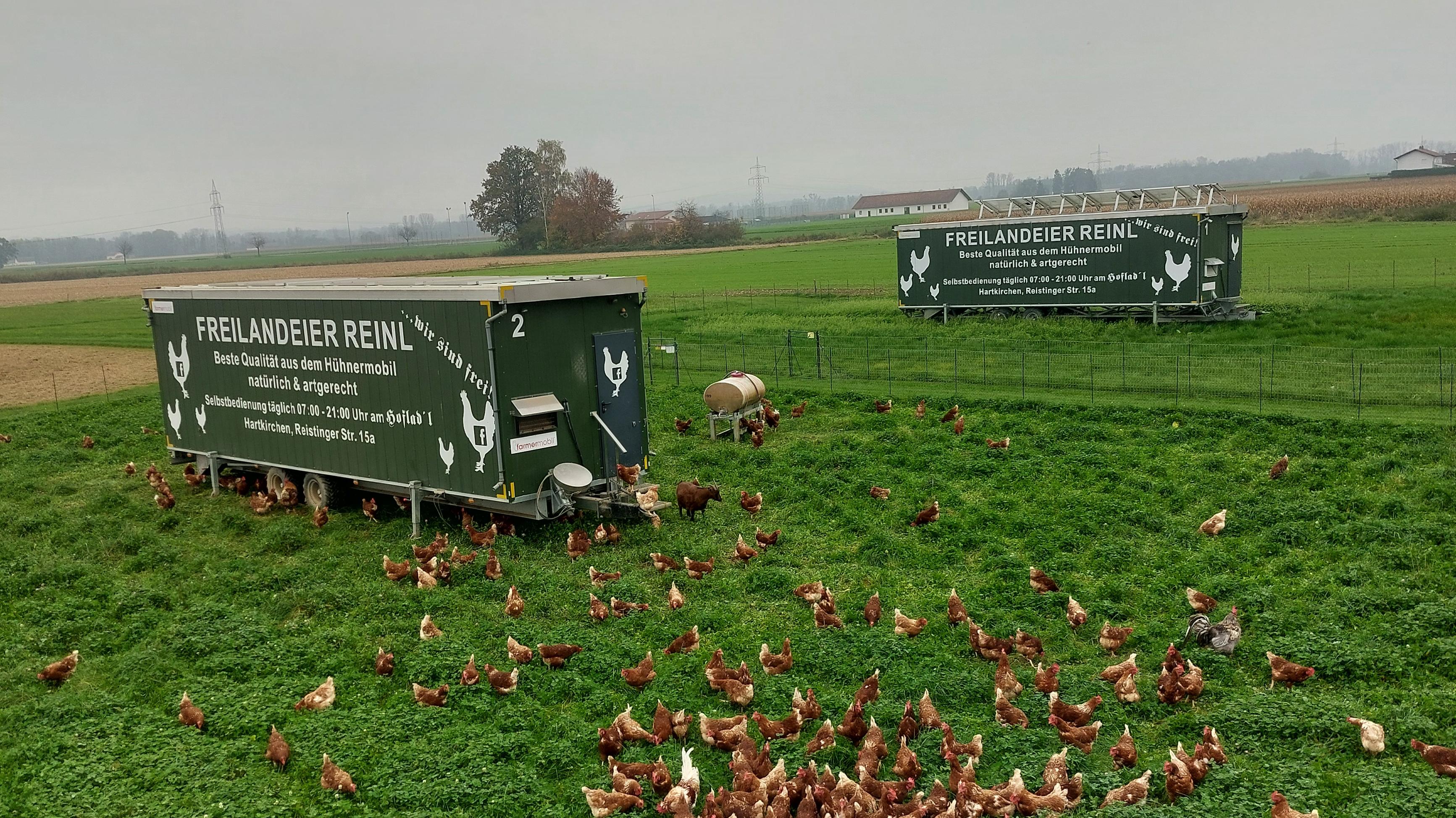 Freilandeier Reinl