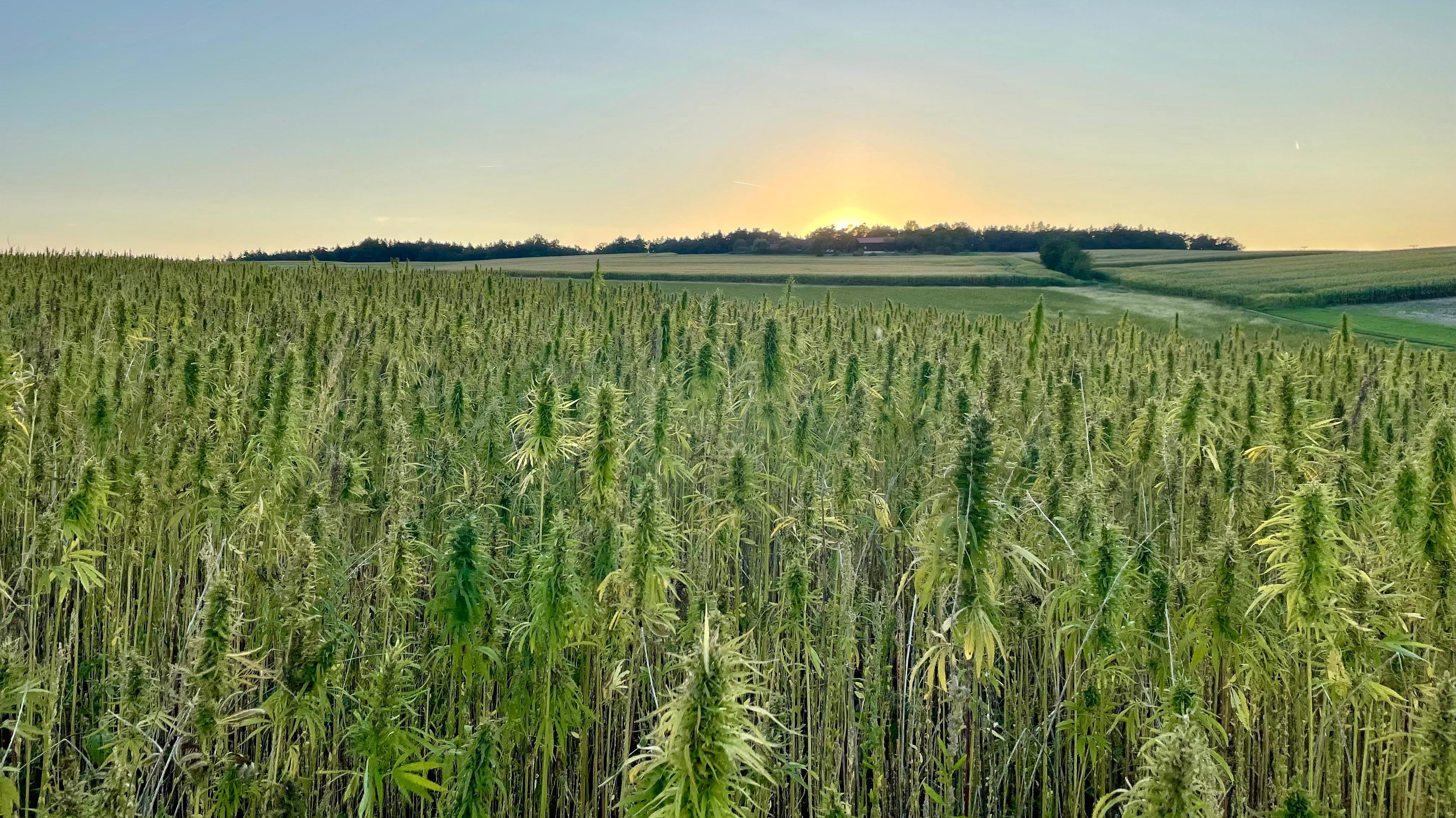 Der Hanfbayer. Bio-Hanf aus Niederbayern mit Haltung