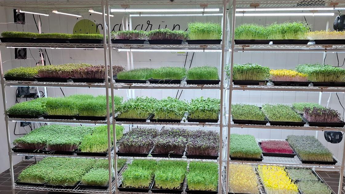Maigrün Microgreens