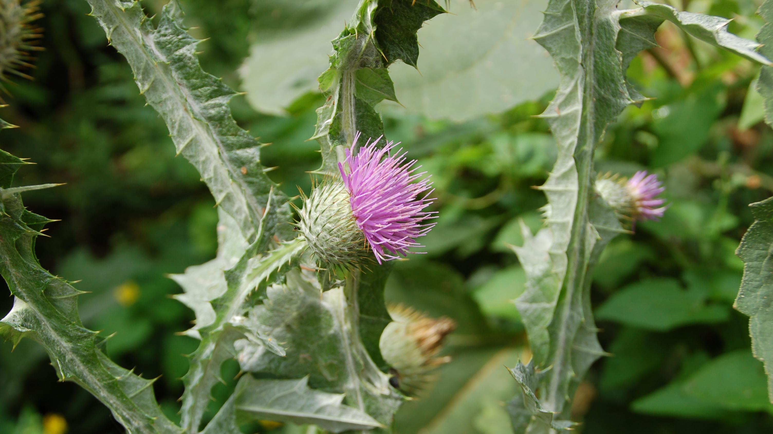 Mariendistelöl Bioland