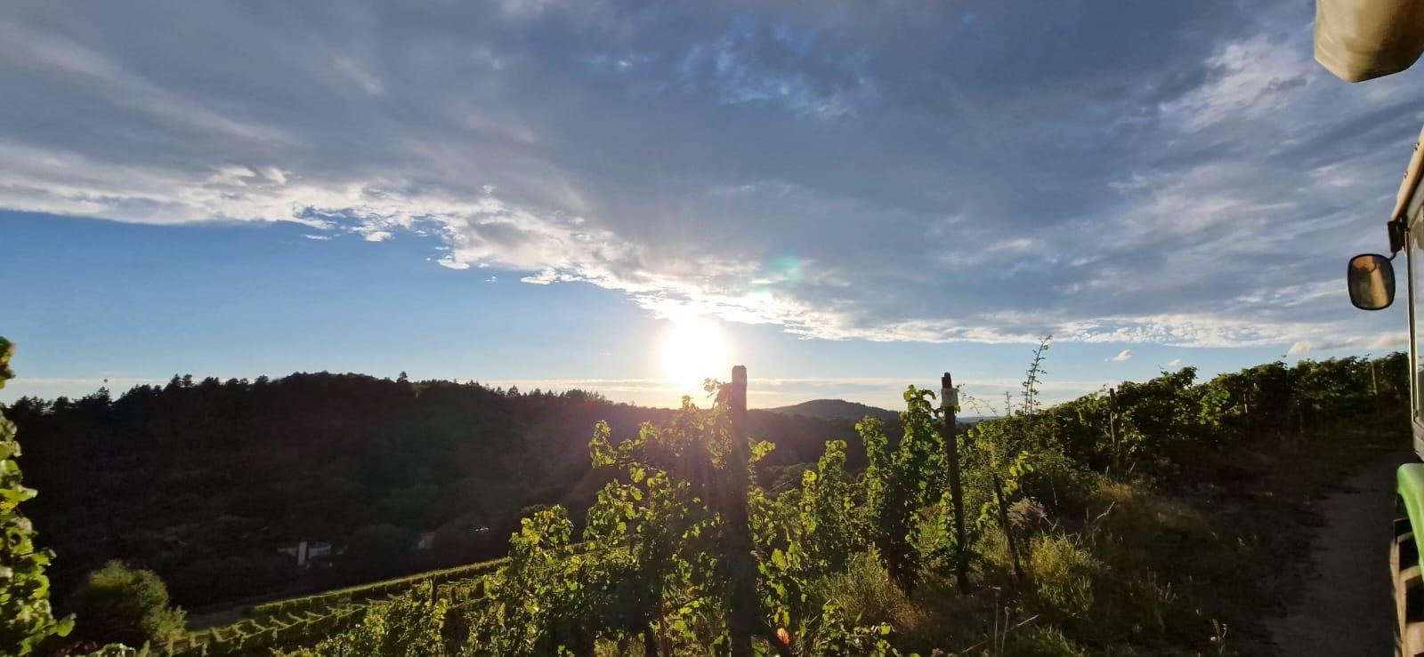 Wein- und Gästehaus Genetsch