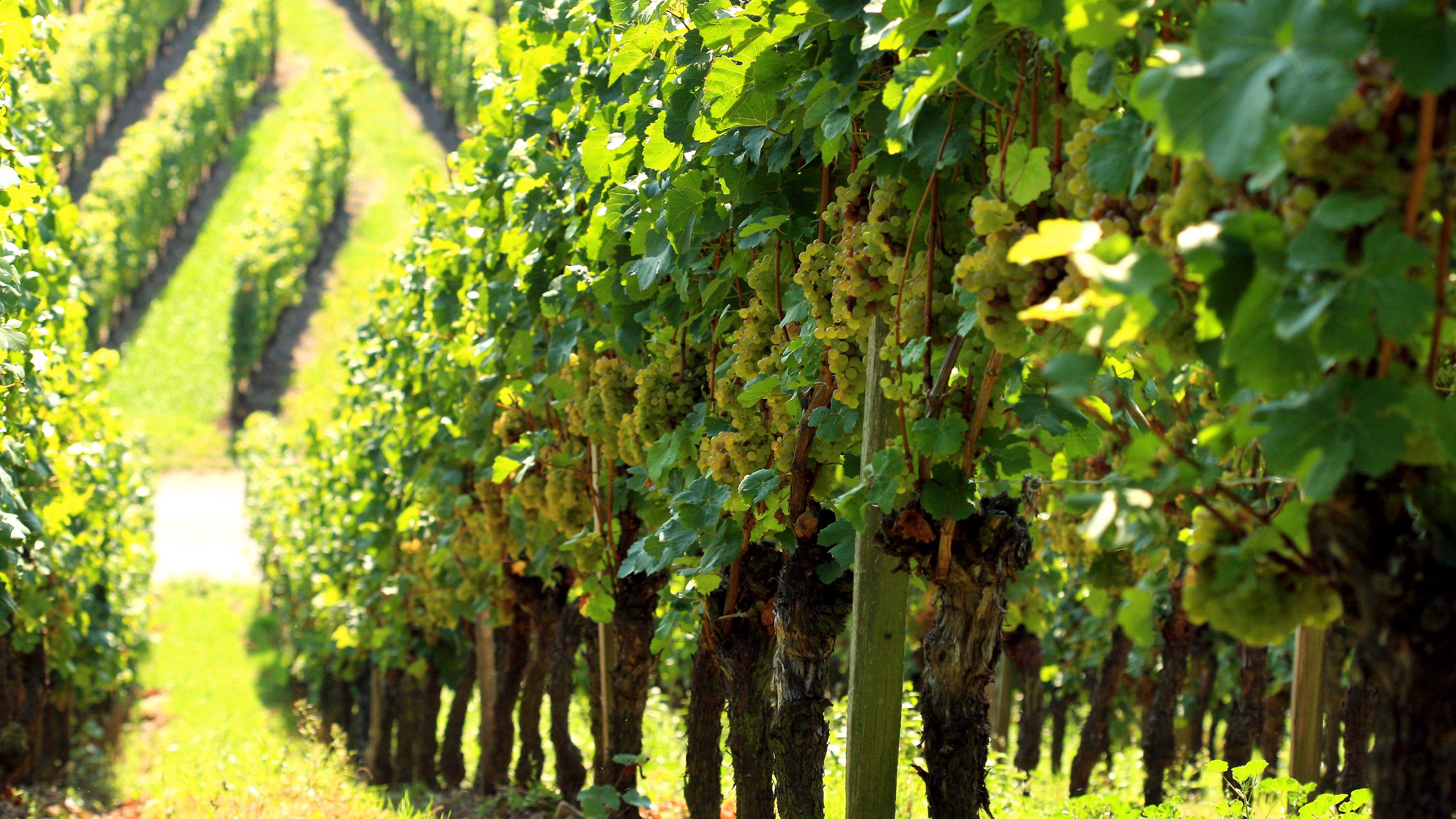 Weingut & Edelobstbrennerei Fischer