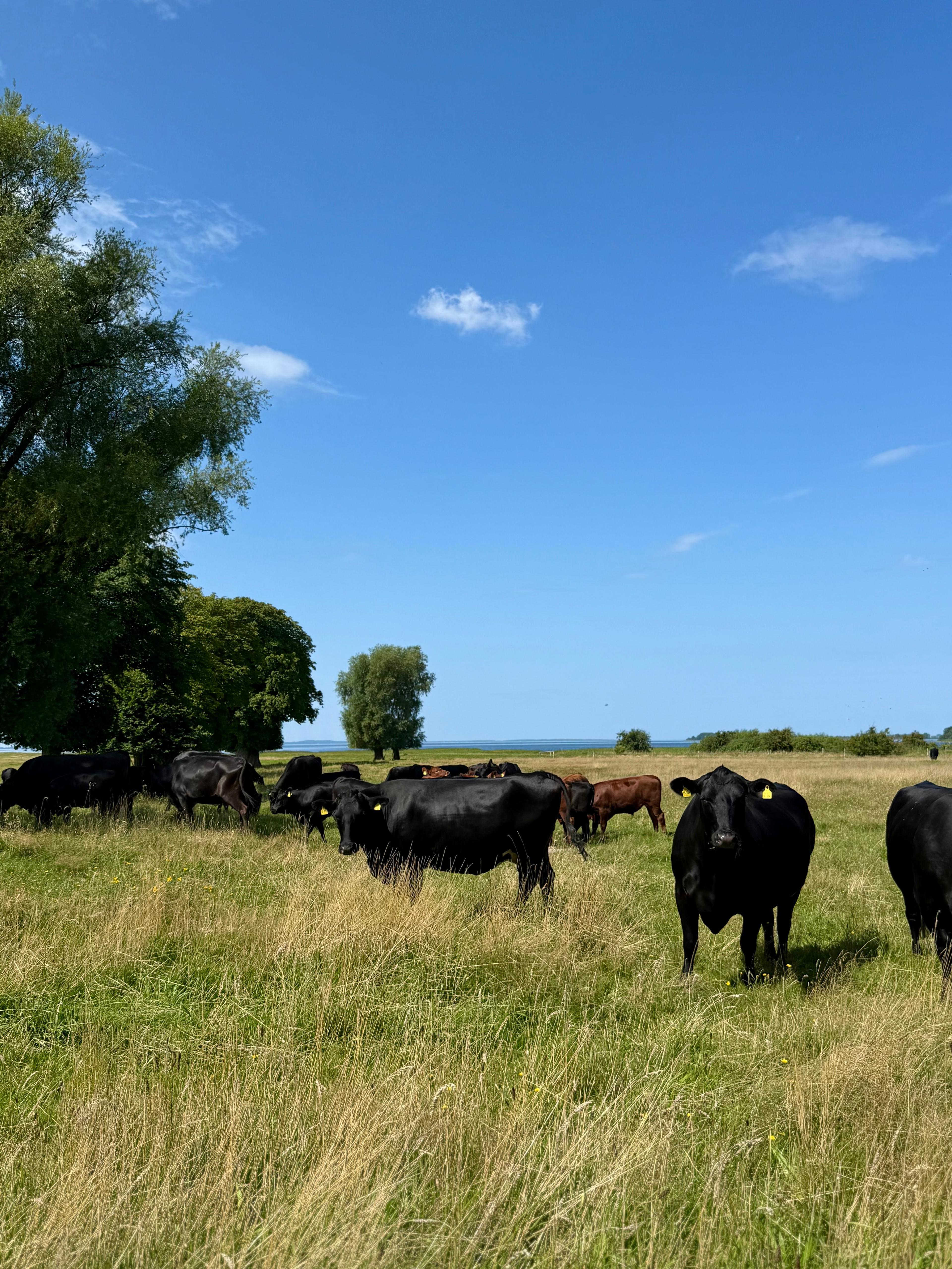 Rügener Landhandel - Rügener Getreide- und Dienstleistungs GmbH