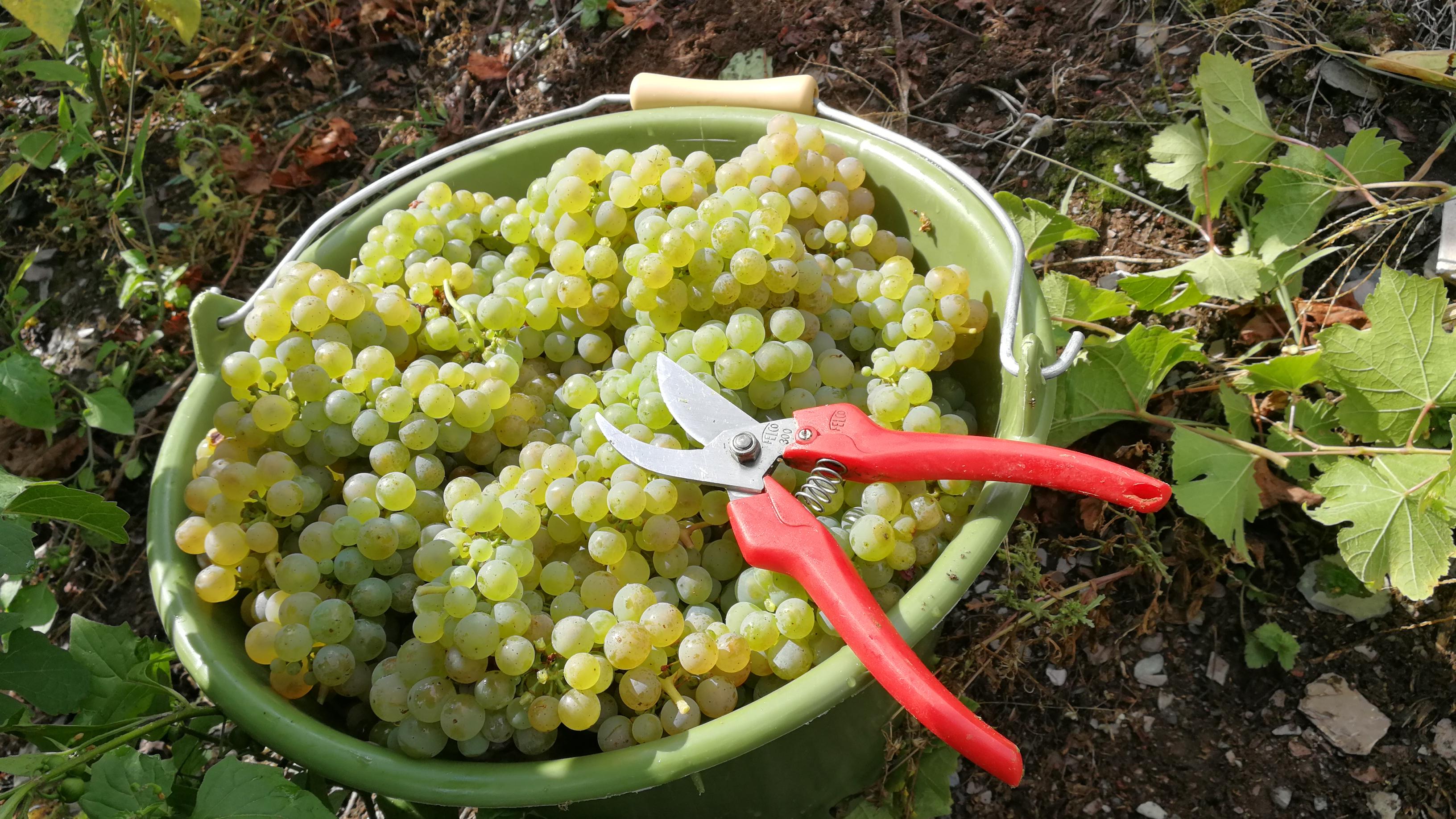 WeinGut Benedict-Loosen-Erben