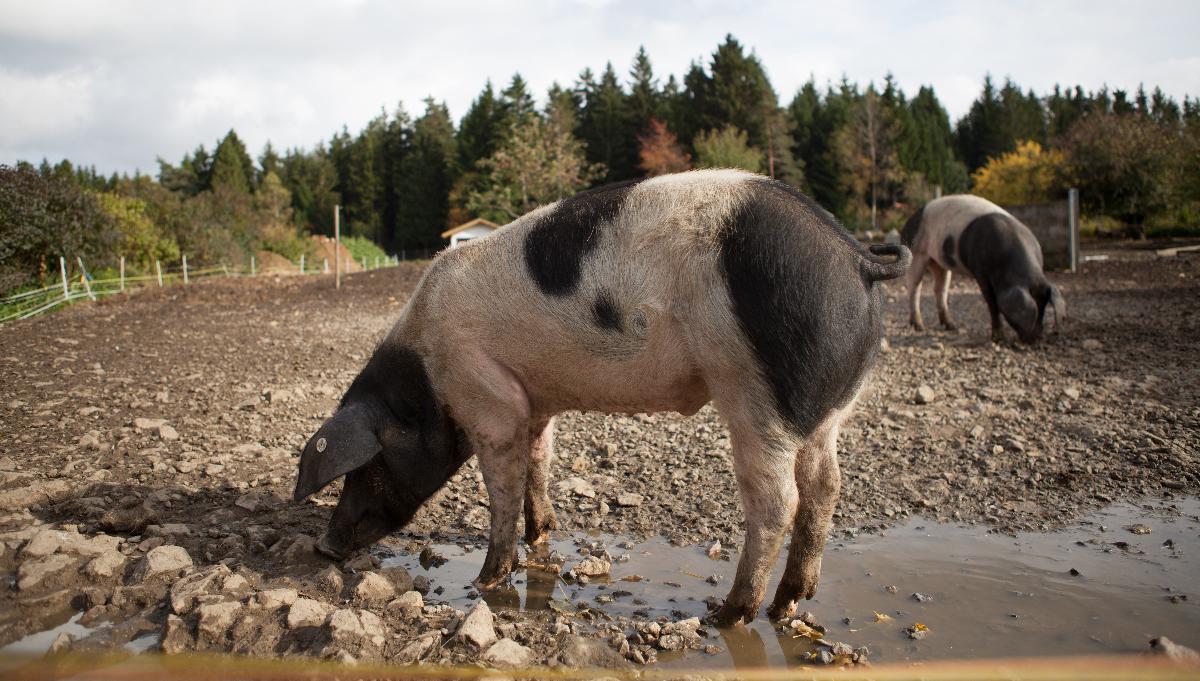 Schweinefleisch Schweinefleisch