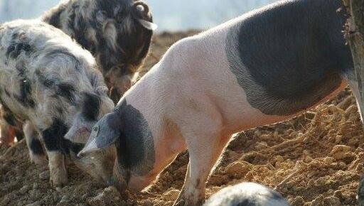 Schweinefleisch Schweinefleisch