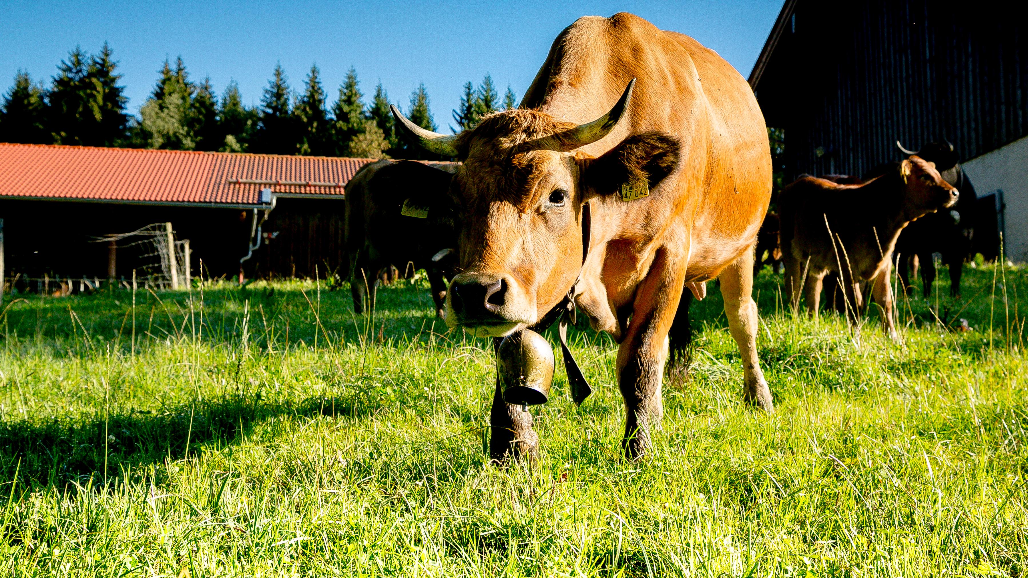 Bestes vom Murnau Werdenfelser Rind