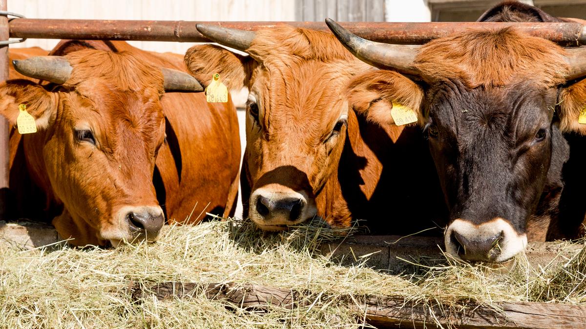 Bestes vom Murnau Werdenfelser Rind